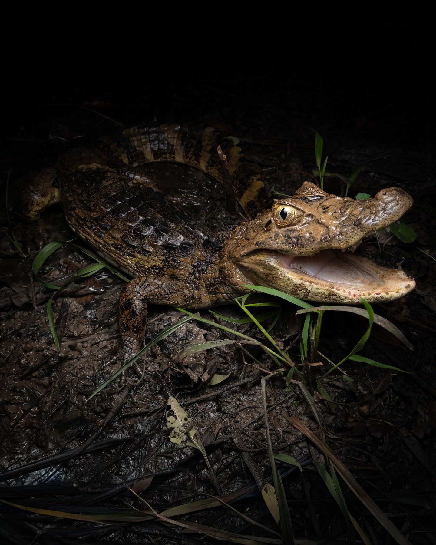 Klein, aber mit einer klaren Haltung zur Nachtfotografie. Ein junger Kaiman bei Nacht, mit weit geöffnetem Maul und golden leuchtendem Auge, fotografiert auf schlammigem Boden während einer Nachtsafari im Pantanal