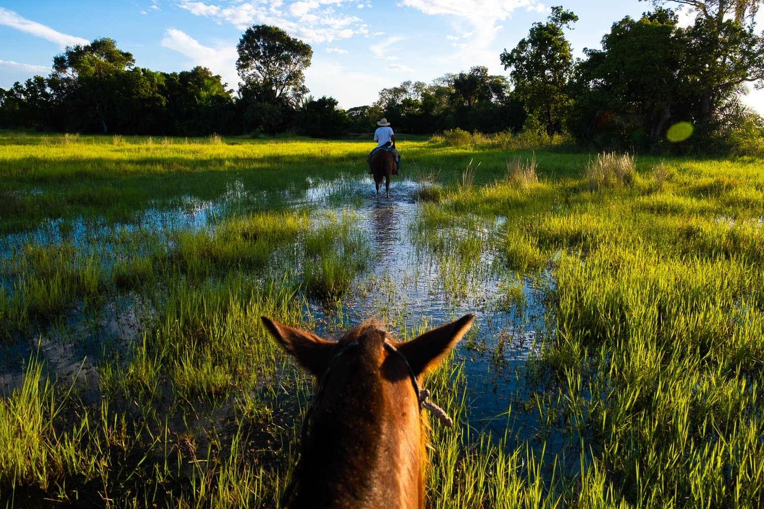 Kein Fensterplatz kommt diesem hier gleich. Blick vom Pferderücken hinter einem Reiter durch eine überflutete Graslandschaft beim Pantanal Bonito Tour, mit leuchtendem Grün und vereinzelten Bäumen unter blauem Himmel