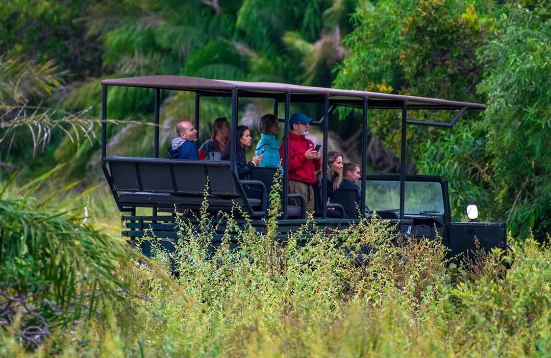Alle haben etwas gesehen, nur keiner weiß mehr genau was. Eine Gruppe Ökotouristen steht und sitzt in einem offenen Safarijahrzeug auf einem Pantanal-Bonito-Ausflug, umgeben von dichter grüner Vegetation
