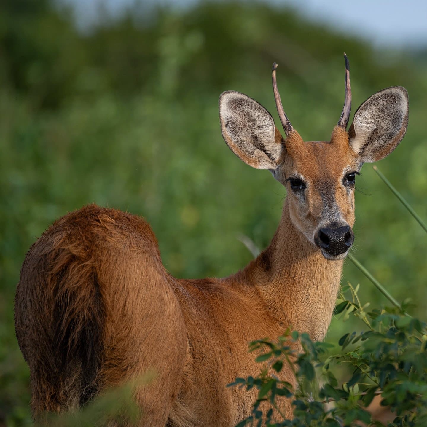 Kurze Pause, volle Aufmerksamkeit, dieser Hirsch lässt sich nicht so leicht ignorieren. Ein männlicher Sumpfhirsch mit kurzen Geweihspitzen schaut direkt in die Kamera, umgeben von üppigem Grüngebüsch im Pantanal
