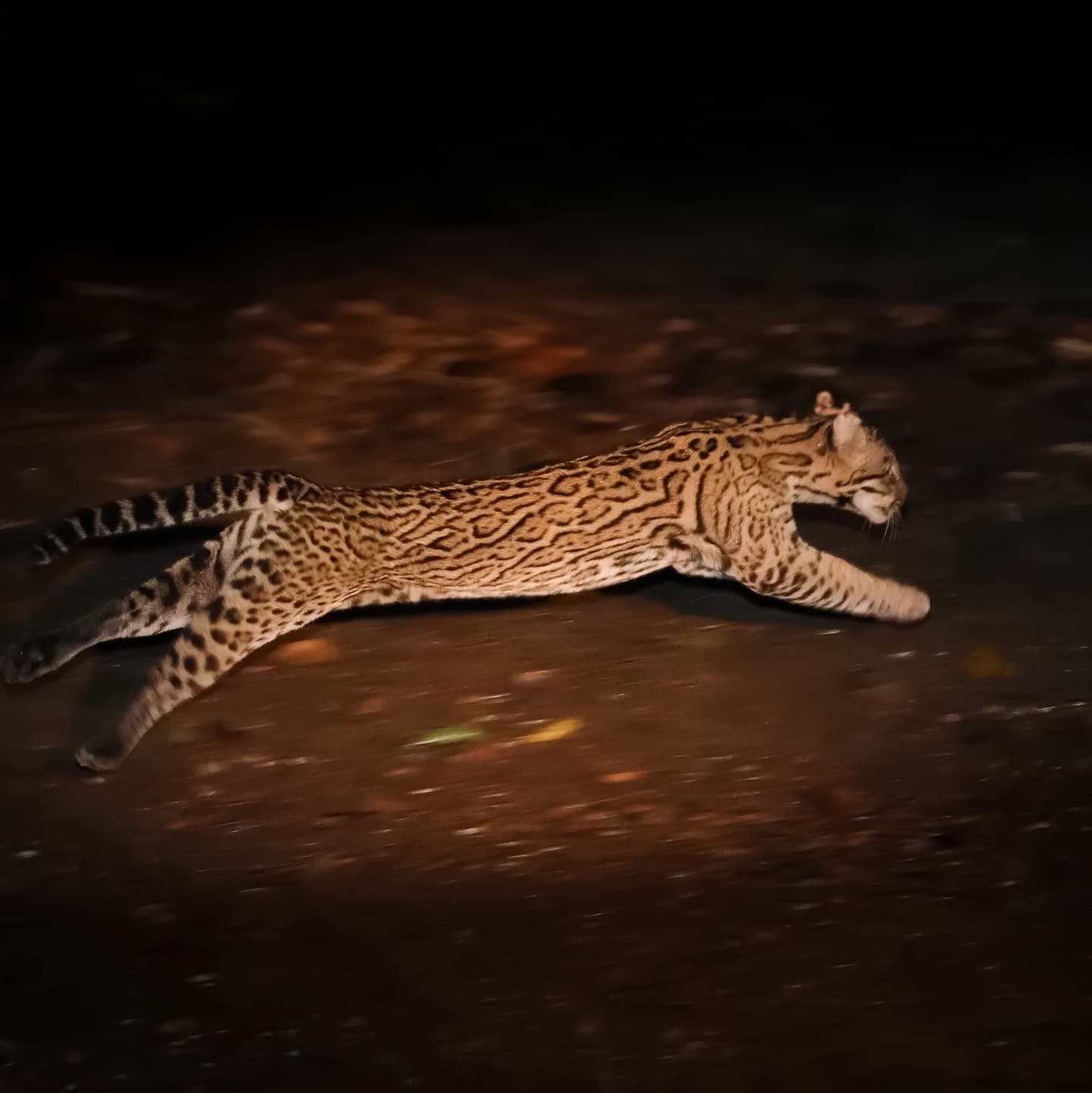 Volle Geschwindigkeit, keine Entschuldigungen, die Nacht gehört dem Ozelot. Ein Ozelot springt nachts mit ausgestrecktem Körper über dunklen Boden, sein geflecktes Fell im Scheinwerferlicht einer Pantanal-Bonito-Tour