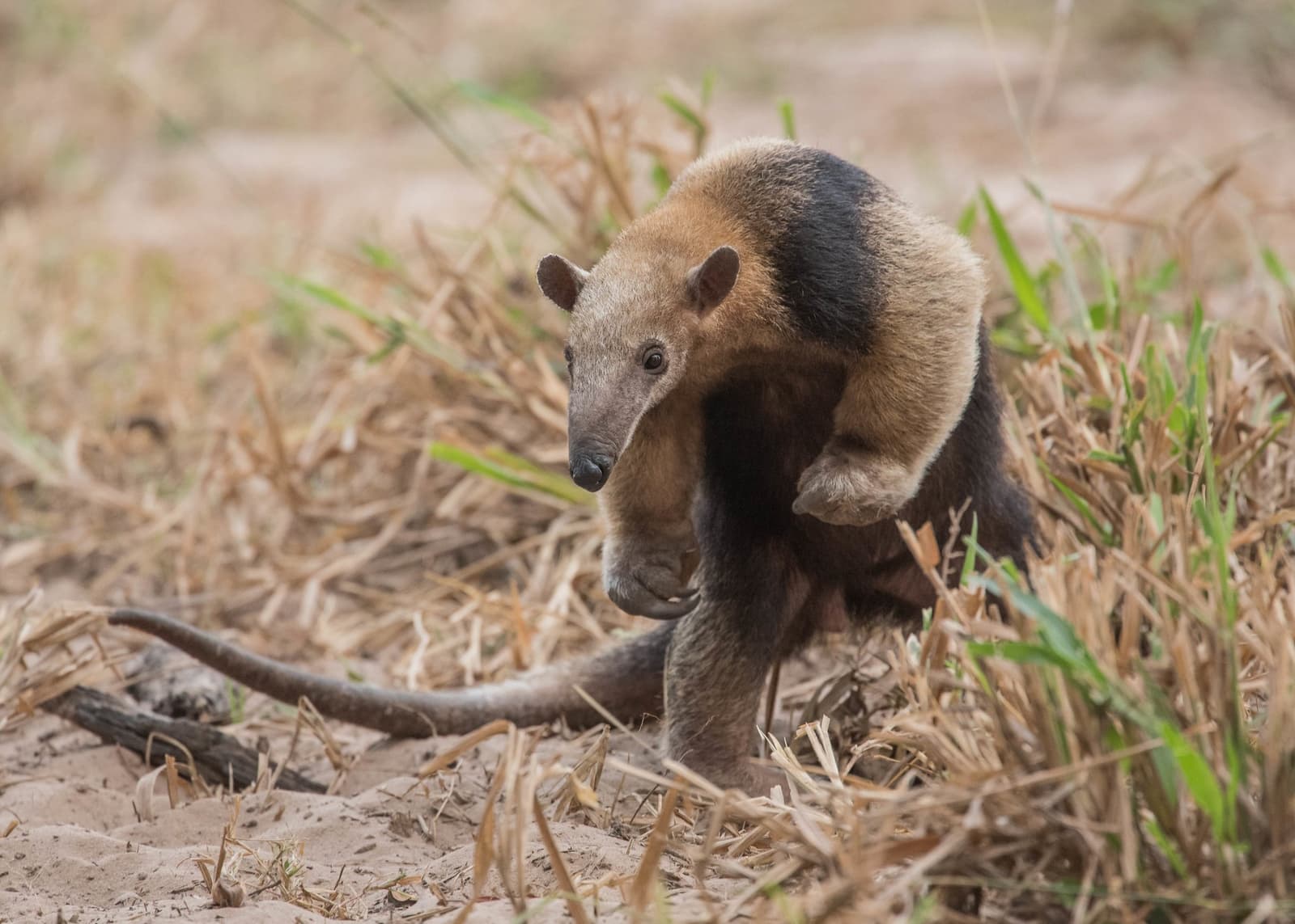 Klein, aber mit klarem Ziel vor Augen, der Tamandua lässt sich nicht ablenken. Ein südliches Tamandua hält mitten im Schritt auf sandigem Boden zwischen trockenem Gras inne