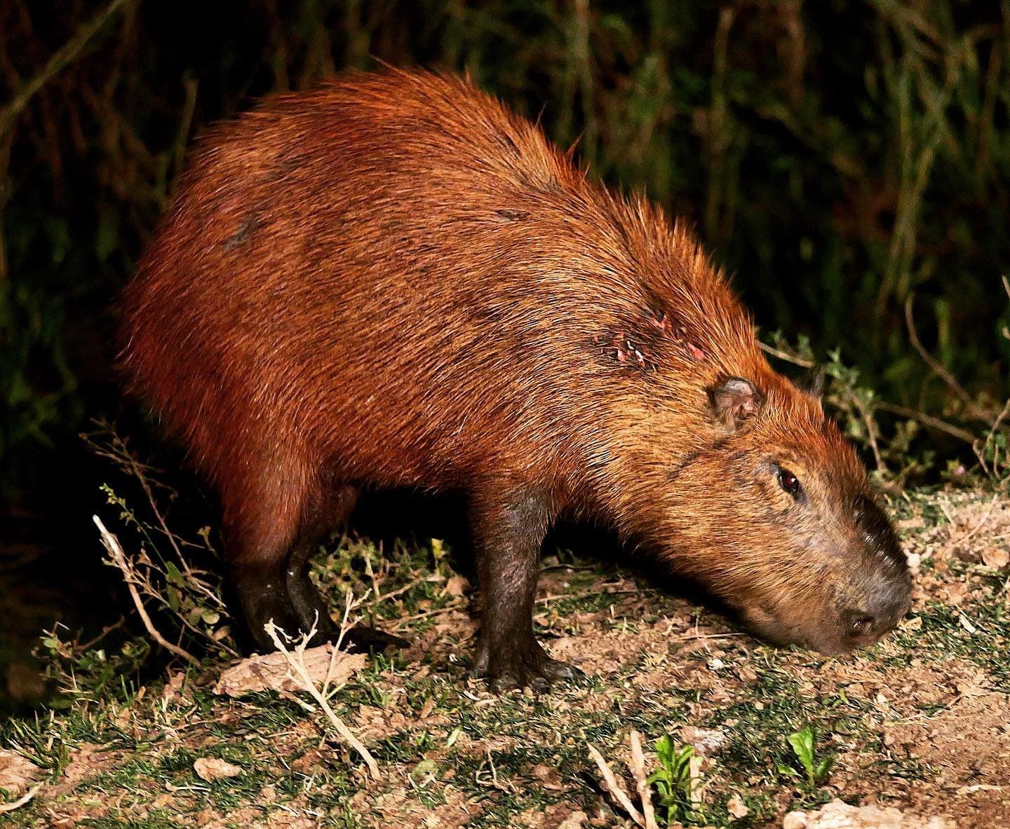 Serena, imponente e completamente dona do momento. Uma capivara forrageando à beira de um barranco escuro durante a noite, sua pelagem marrom-avermelhada iluminada por um holofote diante de vegetação densa