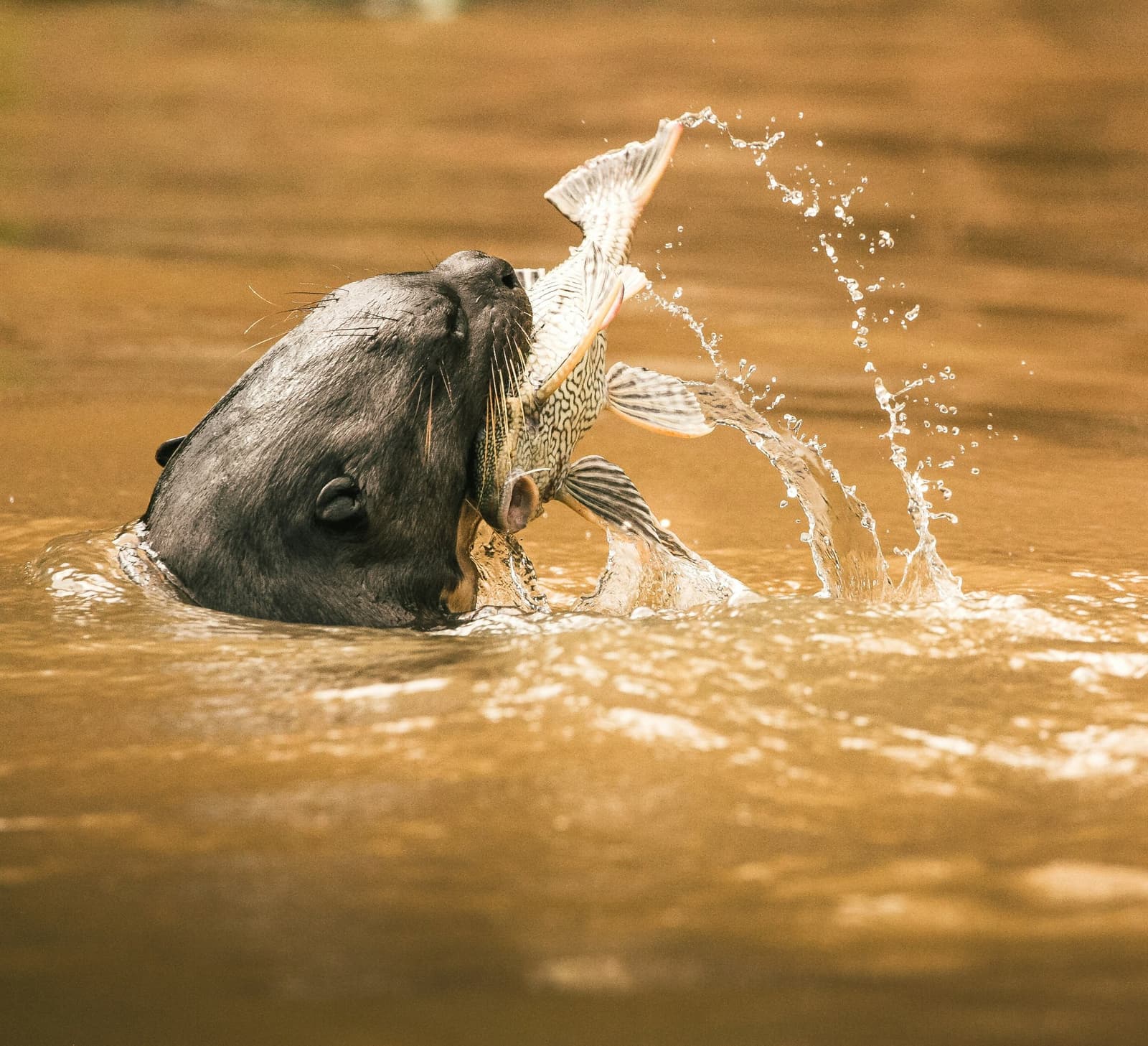 Rápida, certeira, a ariranha não negocia o almoço. Uma ariranha emerge de água barrenta segurando um grande peixe listrado entre as mandíbulas