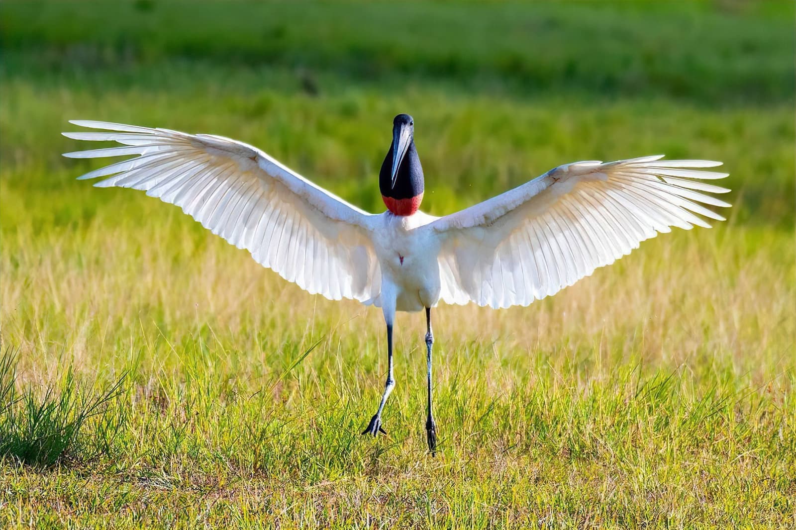 Tuiuiú de braços abertos: ninguém duvida de quem manda aqui. Um tuiuiú abre suas enormes asas brancas em campo aberto no Pantanal, exibindo a cabeça preta e a bolsa vermelha no pescoço