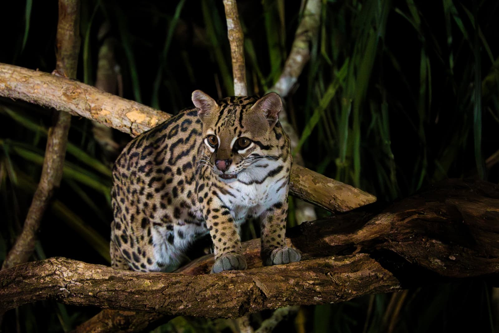 Felino pequeno, personalidade enorme, a jaguatirica não divide a noite com ninguém. Um jaguatirica agachado e alerta sobre galhos entrelaçados à noite, sua pelagem de rosetas e listras iluminada por holofote — um avistamento noturno raro em um safari de jaguar no Pantanal
