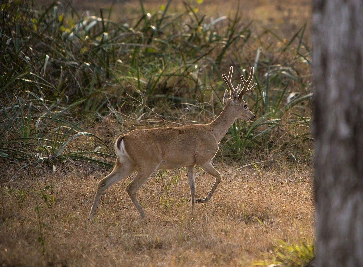 Pisada firme, olhar atento, nenhuma pressa. Um veado macho com galhada em veludo trotando por pastagem seca e dourada, com arbustos verdes densos ao fundo