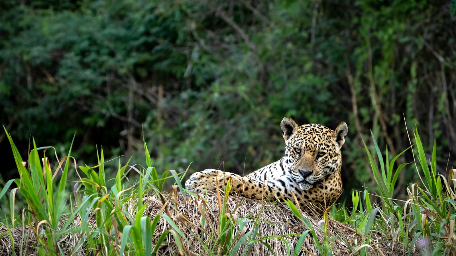 Dono do território, sem pressa nenhuma de provar isso. Uma onça-pintada descansando sobre um monte de vegetação seca e fitando diretamente a câmera, com mata verde densa ao fundo