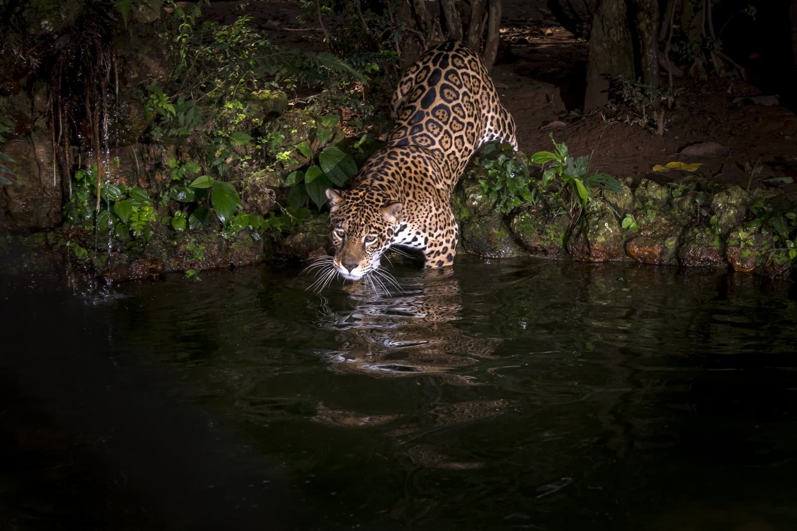 A madrugada é dela, e ela sabe disso. Uma onça-pintada entrando em um rio escuro à noite durante um safari de onça no Pantanal econômico, sua pelagem manchada refletida na água parada diante de uma margem verde exuberante