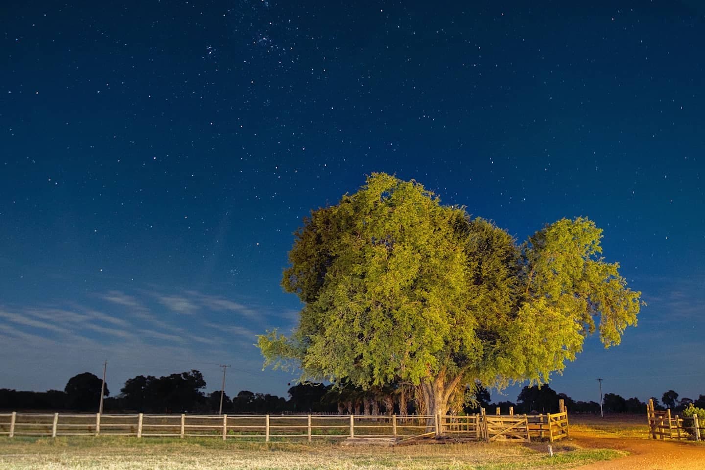 Noite de fazenda: a árvore, as estrelas e silêncio de sobra. Uma grande árvore iluminada brilha sob um céu estrelado acima de uma cerca de madeira de fazenda no Pantanal