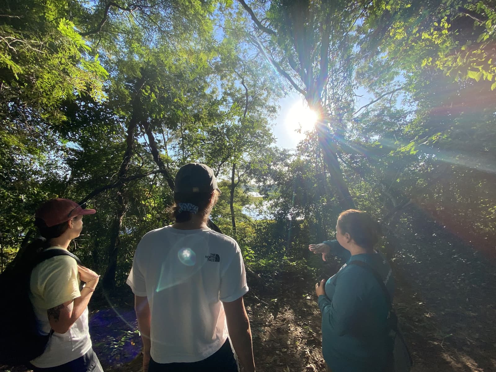 O guia aponta para cima e a mata inteira ganha outro sentido. Três ecoturistas param em uma trilha florestal iluminada pelo sol, com um deles apontando para a copa das árvores enquanto a luz dourada atravessa os galhos