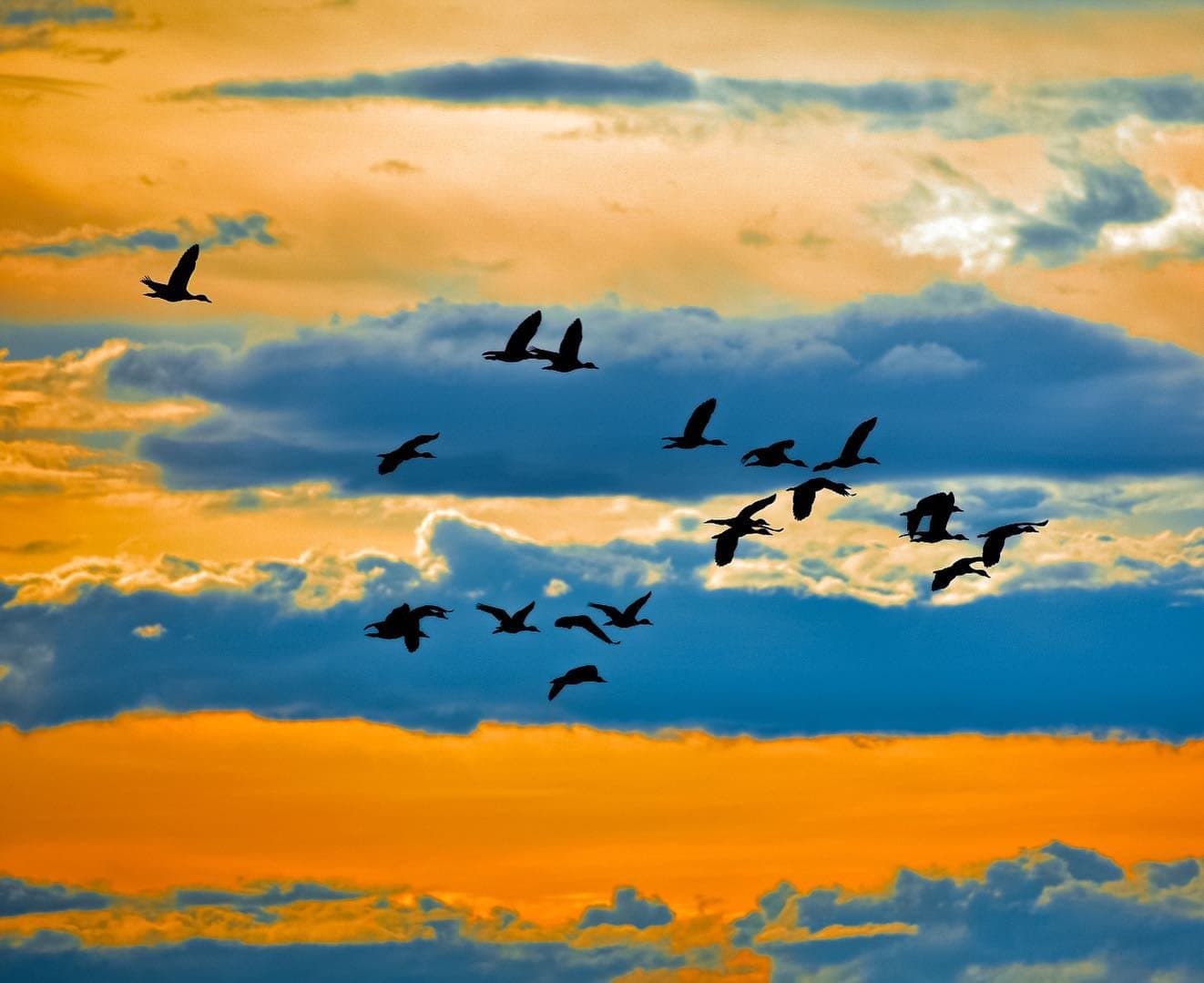 O fim do dia no Pantanal tem essa coreografia toda própria. Bando de grandes aves aquáticas em silhueta contra um céu de pôr do sol laranja e azul vibrante em um safari de jaguar econômico no Pantanal