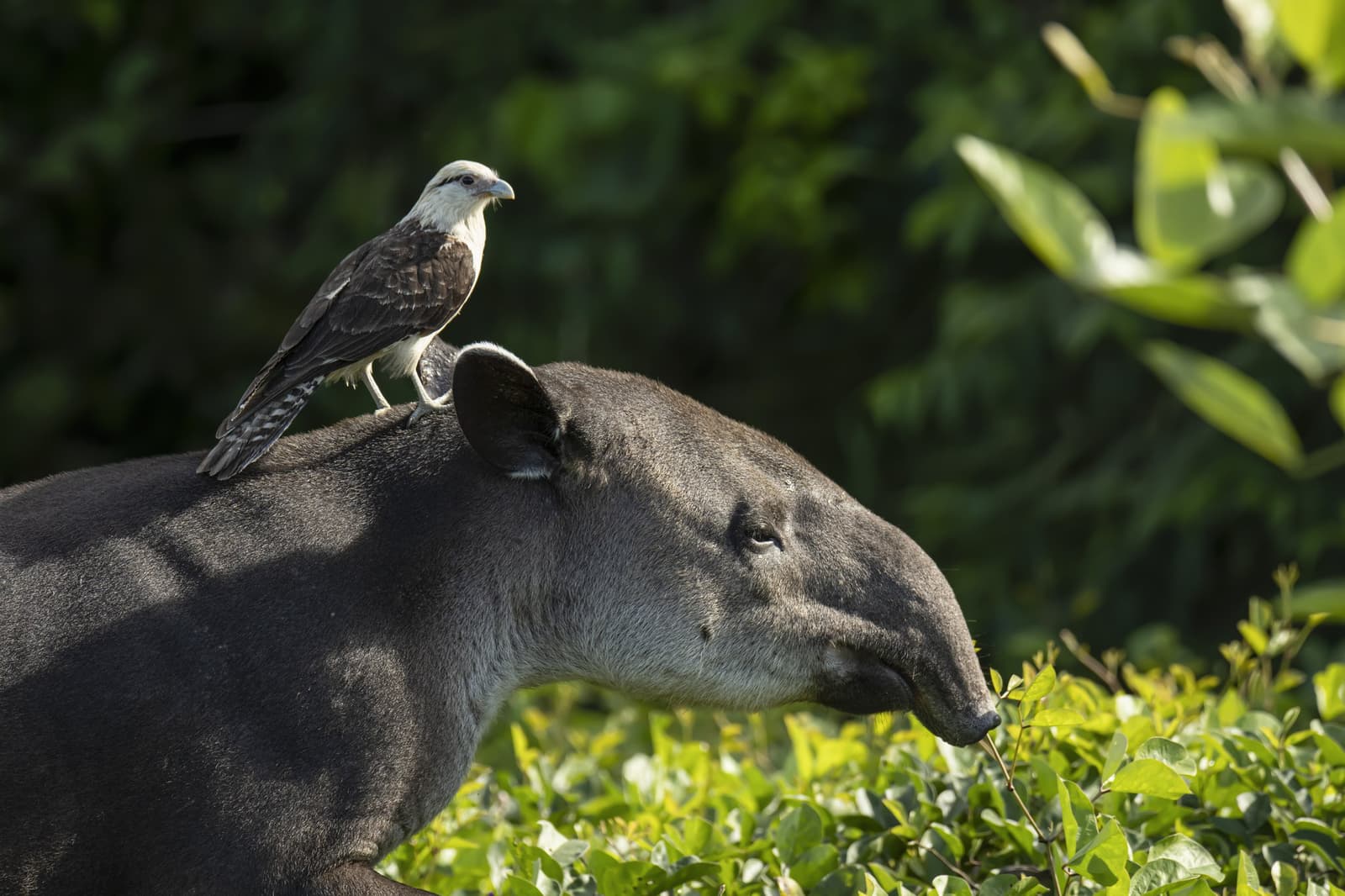 A anta tolera. O falcão aproveita a carona sem cerimônia. Um caracará-de-cabeça-amarela pousado sobre as costas de uma anta que pasta entre vegetação verde exuberante, uma interação mutualística rara na natureza