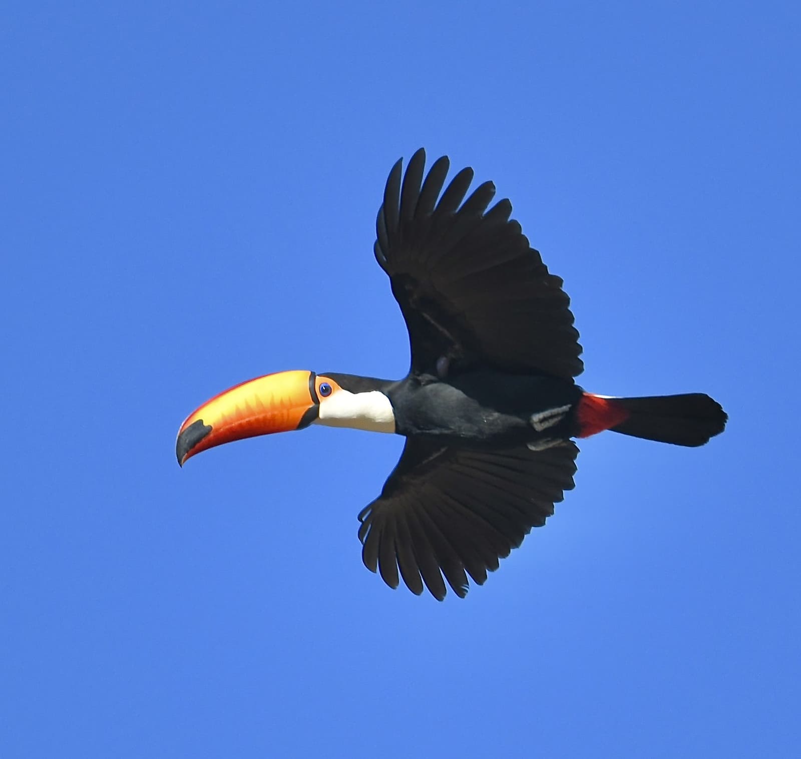 Ninguém voa com mais personalidade do que o tucanuçu. Um tucano-toco com seu enorme bico laranja voa em pleno voo contra um céu azul límpido no Pantanal