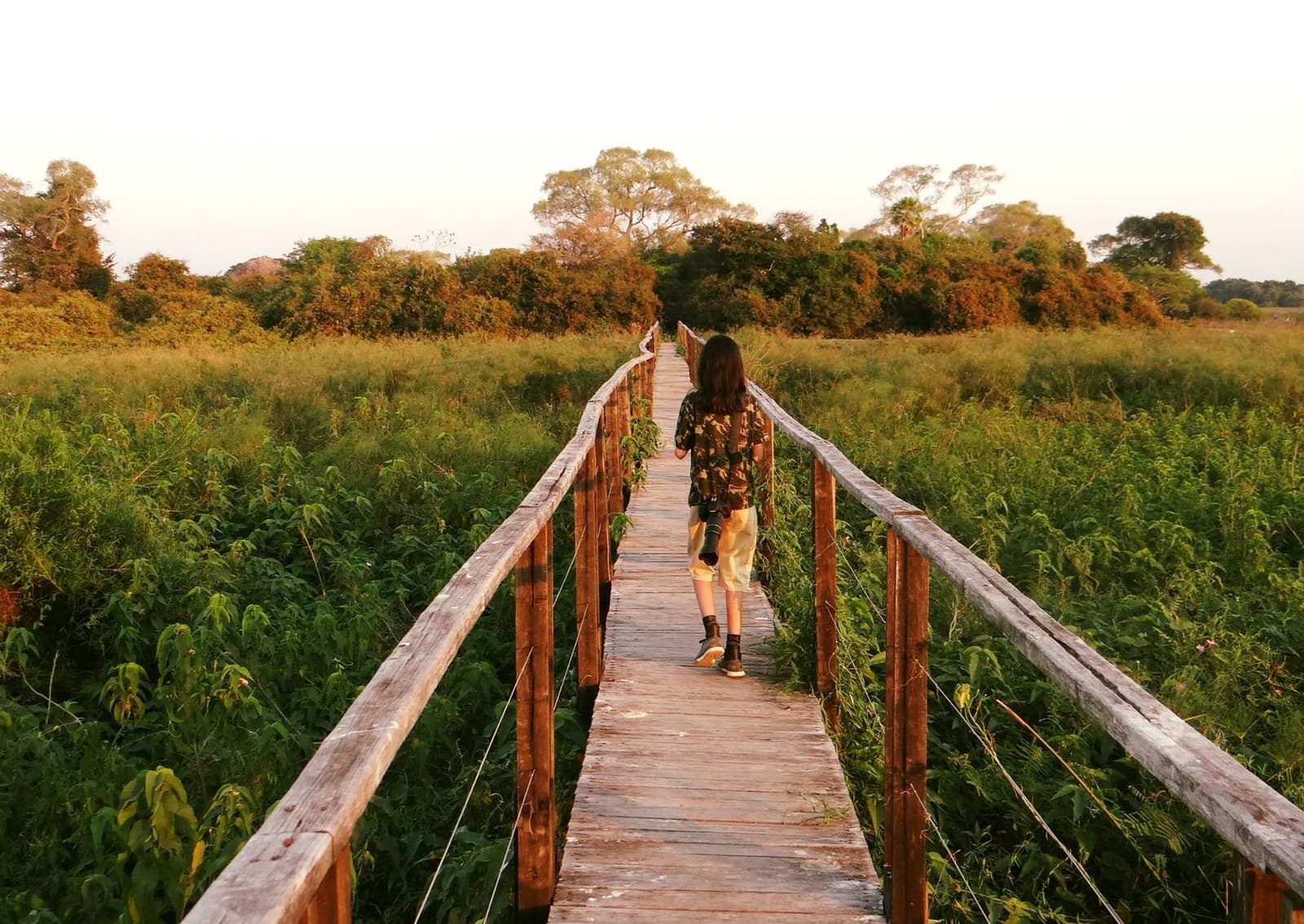 La lumière du soir, une passerelle en bois, et le Pantanal devant soi. Une visiteuse équipée d'un appareil photo avance sur une passerelle en bois rustique traversant une végétation luxuriante de zone humide lors d'un safari jaguar Pantanal petit budget