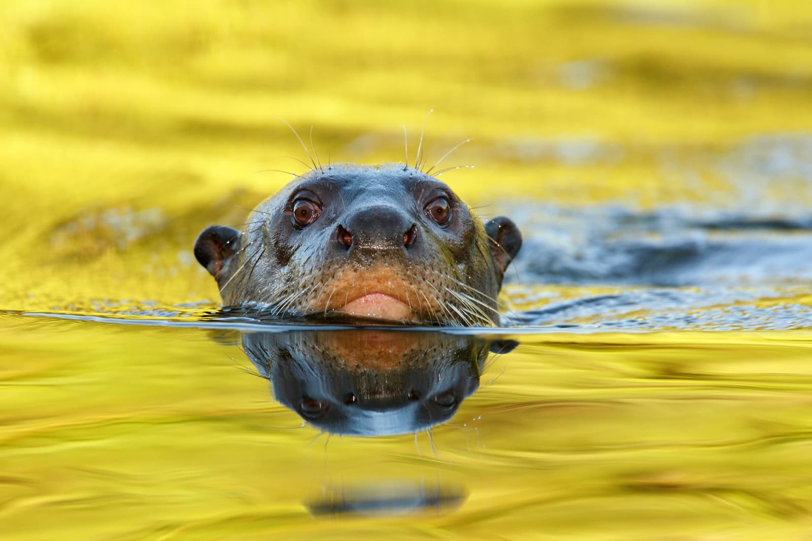 Olhar fixo, curiosidade total, a ariranha do Pantanal no seu elemento. Photo: thejack Uma ariranha olha diretamente para a câmera com o focinho cheio de bigodes, emergindo levemente de águas com reflexo dourado