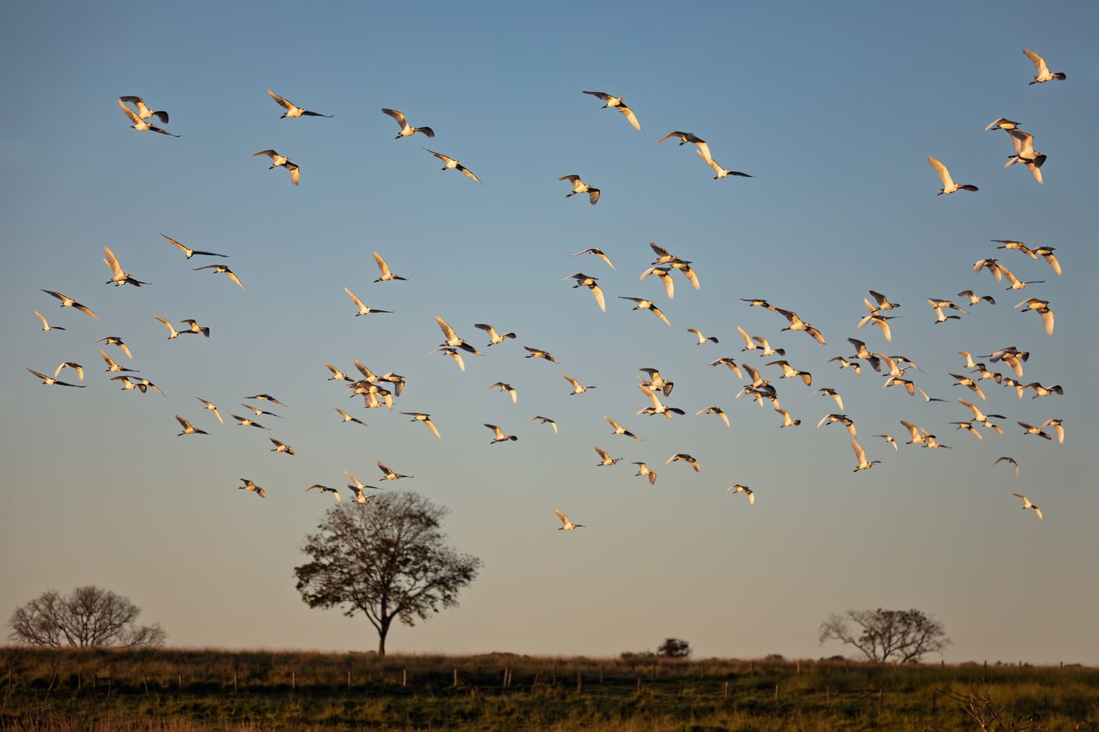 Centenas de asas ganhando o céu no último brilho do entardecer. Photo: Artush Um grande bando de aves aquáticas brancas e pretas levanta voo sobre campo aberto na hora dourada, com árvores em silhueta contra um céu azul
