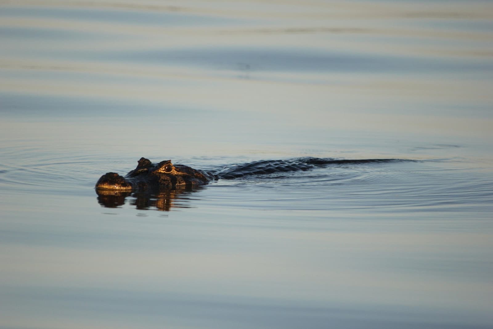 Mal se ouve um ondulado, só olhos, focinho e paciência. Um jacaré deslizando silenciosamente na superfície da água durante um safari de onça no Pantanal em Porto Jofre, com apenas a cabeça e o dorso visíveis acima do rio calmo
