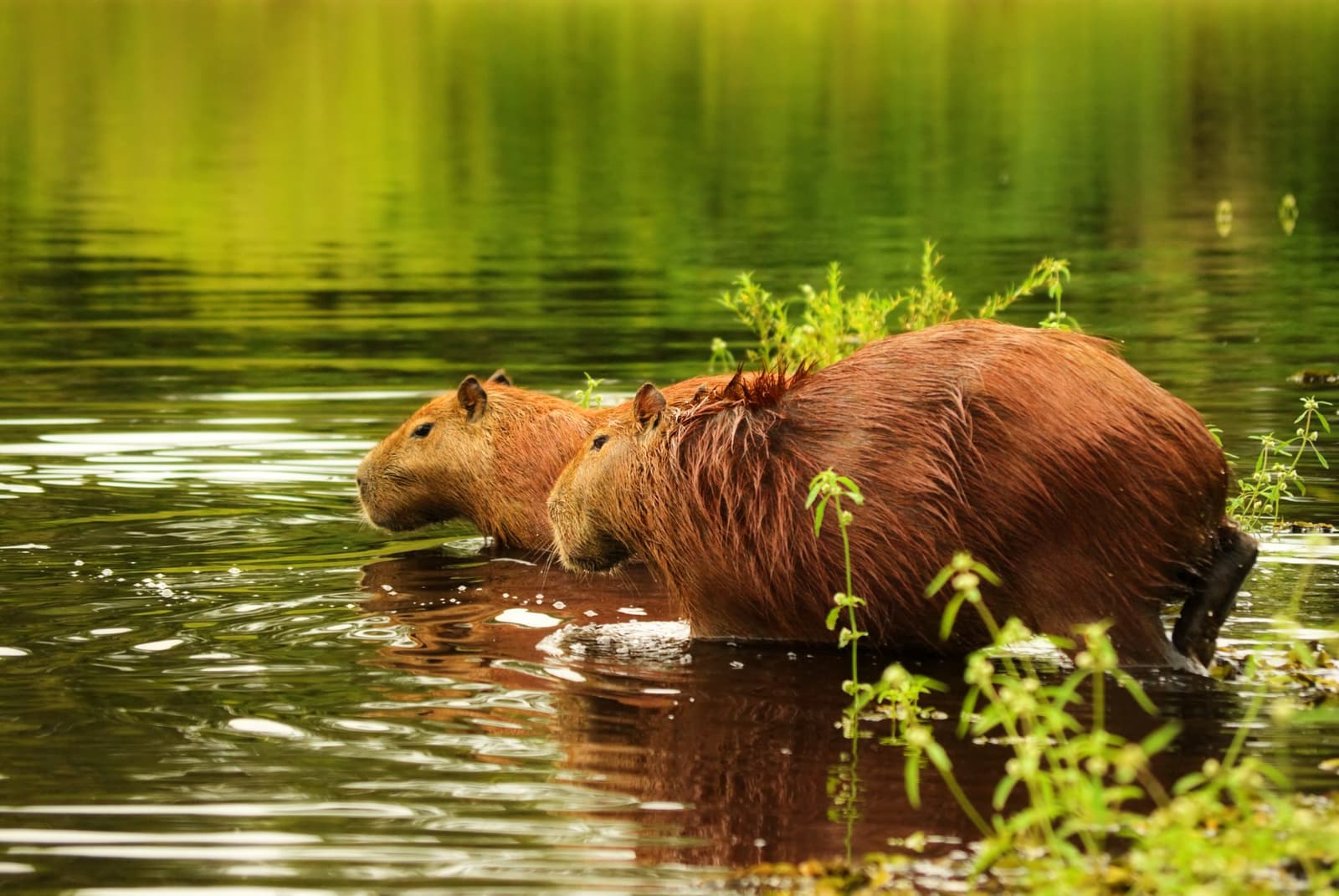 Encharcadas e sem pressa, duas capivaras atravessam as águas tranquilas do pantanal. Photo: JohannesCompaan Duas capivaras caminhando lado a lado em água rasa, com a pelagem molhada brilhando sobre o reflexo verde da vegetação ao fundo