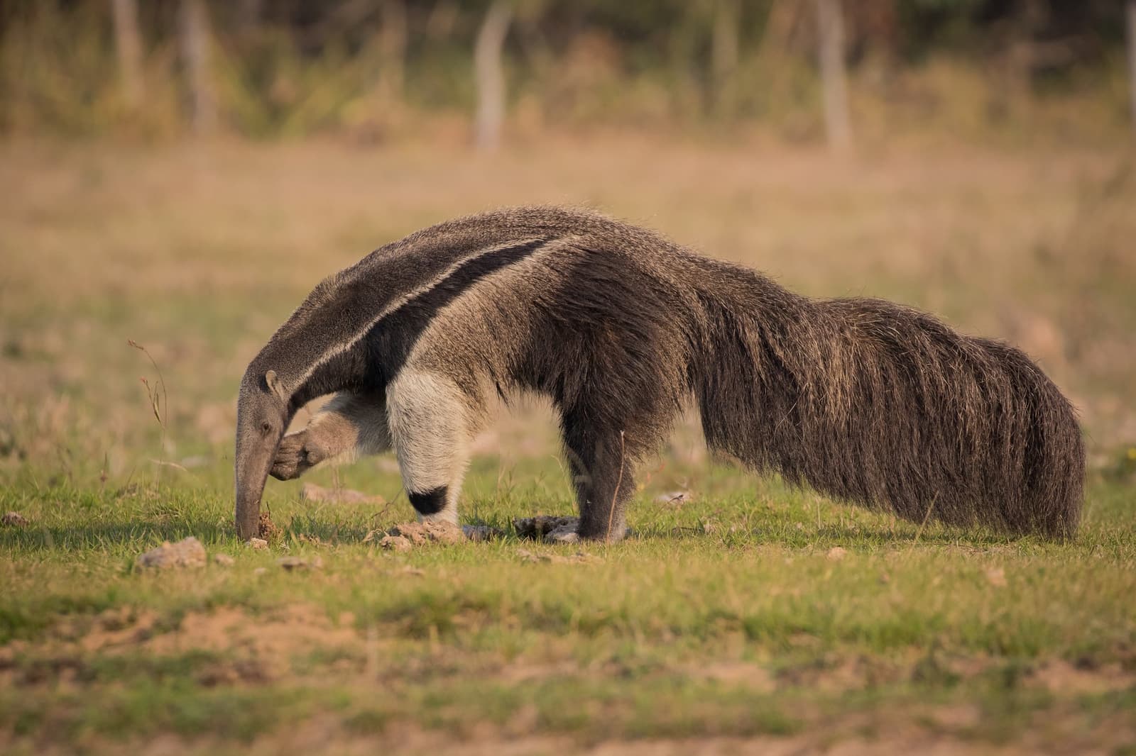 Focinho certeiro, garras fortes, o tamanduá-bandeira escava com precisão impressionante. Photo: Pedro Ferreira do Amaral Um tamanduá-bandeira fura o solo com seu longo focinho em campo aberto, à procura de cupins
