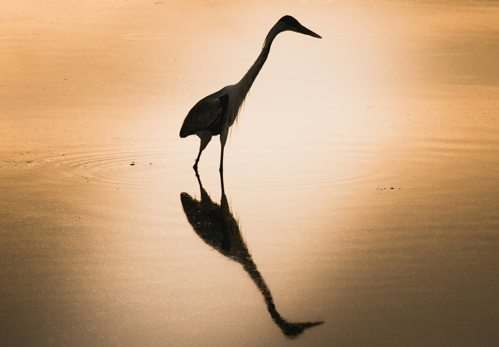 Dobrado em ouro, a silhueta de uma garça gravada nas águas paradas do entardecer. Uma grande ave pernalta em silhueta contra um pôr do sol dourado, com seu reflexo perfeito na água rasa e calma durante um safari no Pantanal