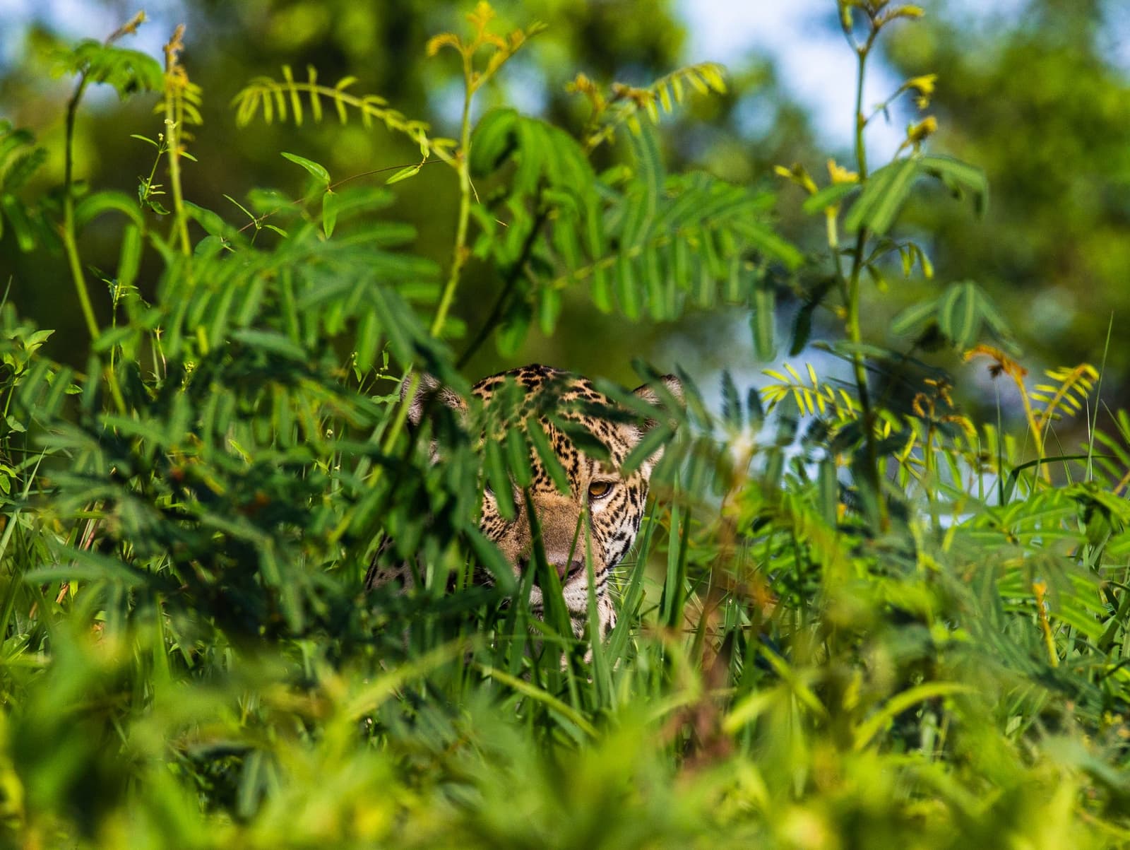 Camuflada na mata, só o olhar dourado a entrega. Photo: ANDREYGUDKOV Um onça-pintada espreita por entre vegetação ribeirinha densa, com o olho âmbar e o focinho malhado mal visíveis entre as folhagens