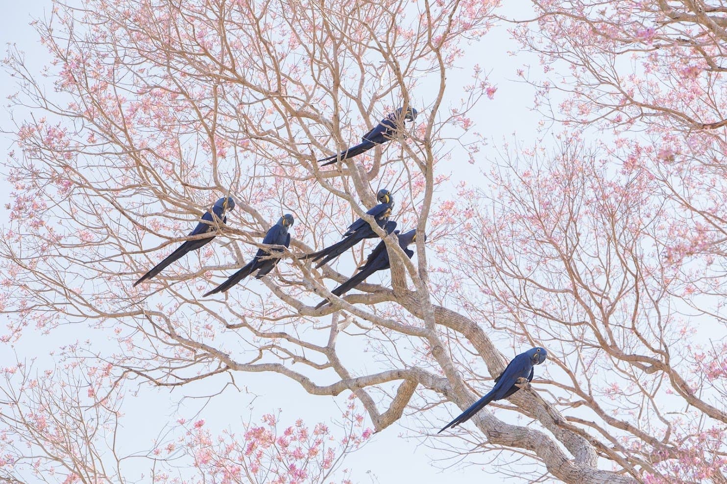Sete araras-azuis entre flores rosadas, uma cena que paralisa qualquer barco no rio. Photo: Alexis Prappas Um bando de araras-azuis pousado nos galhos claros de um ipê-rosa em flor