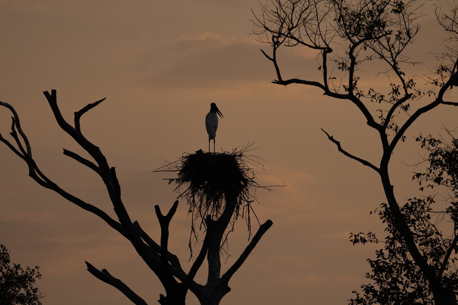 Sentinela no entardecer, um tuiuiú vigia seu ninho no alto enquanto o céu se tinge de âmbar. Photo: SERGIO MORAES Uma grande ave pernalta pousa em seu ninho de gravetos no topo de uma árvore morta e pelada, em silhueta contra um céu âmbar de fim de tarde