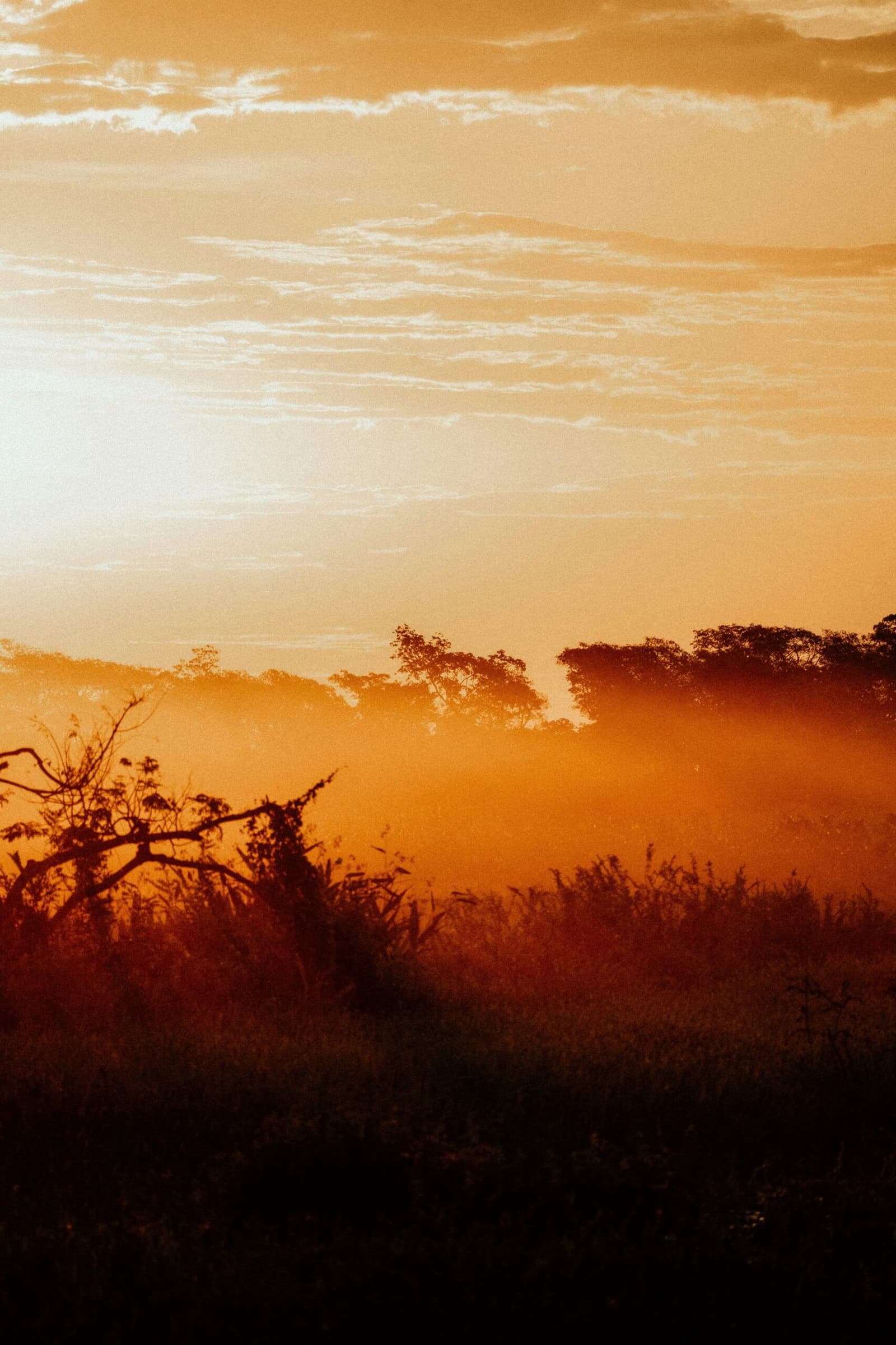 Névoa dourada cobrindo o Pantanal, o dia ainda mal começou. Uma névoa dourada e alaranjada envolve árvores em silhueta e vegetação rasteira ao amanhecer numa paisagem de safari de onça-pintada no Pantanal Porto Jofre