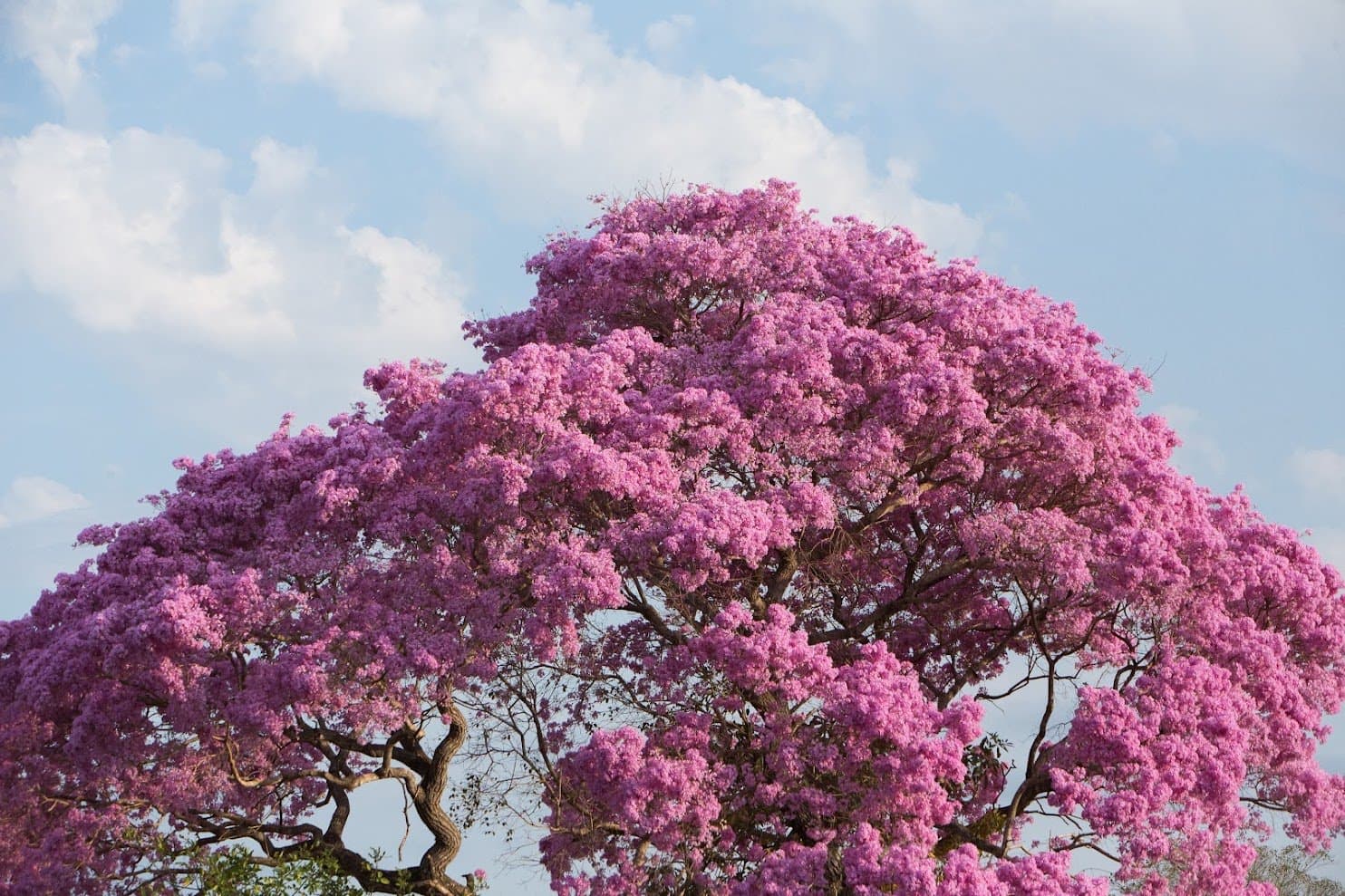Roxo intenso sobre o horizonte, o Pantanal florido em todo o seu esplendor. Photo: Alexis Prappas Uma imensa árvore com floração rosa intensa em pleno florescimento contra um céu azul com nuvens