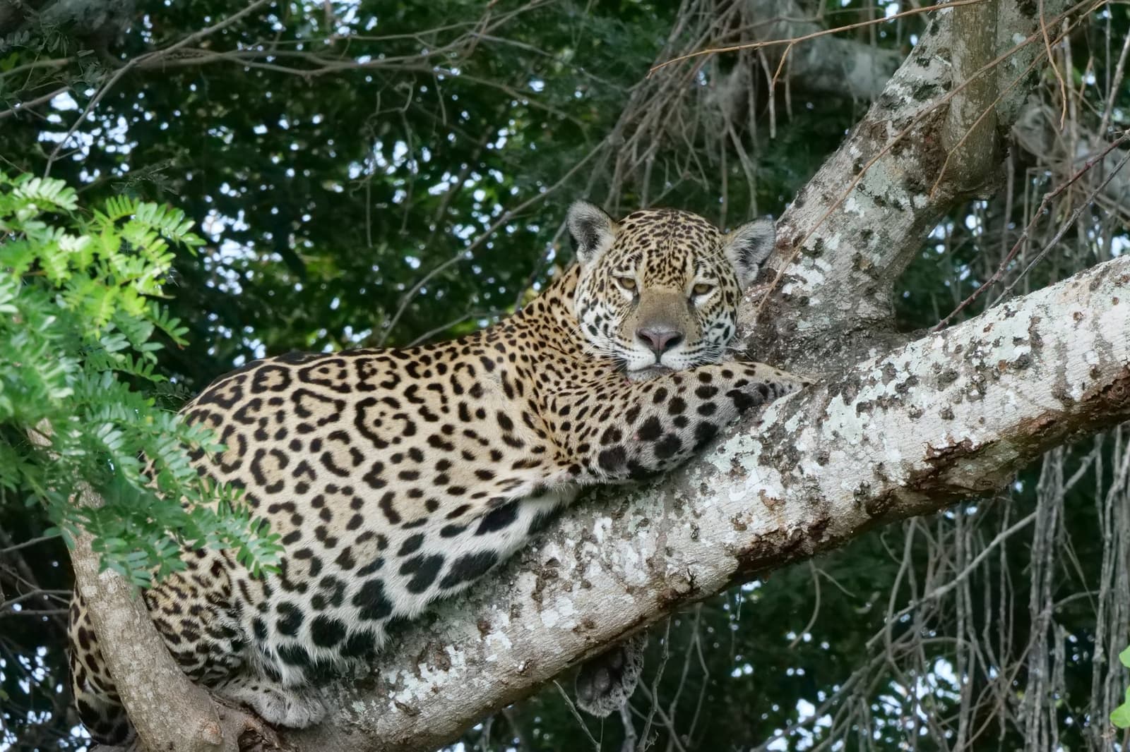 Deitada num galho, completamente à vontade, a onça no seu reino. Photo: Fearless on Four Wheels Uma onça-pintada descansando sobre um galho largo durante um safári de onça no Pantanal Porto Jofre, olhando diretamente para a câmera