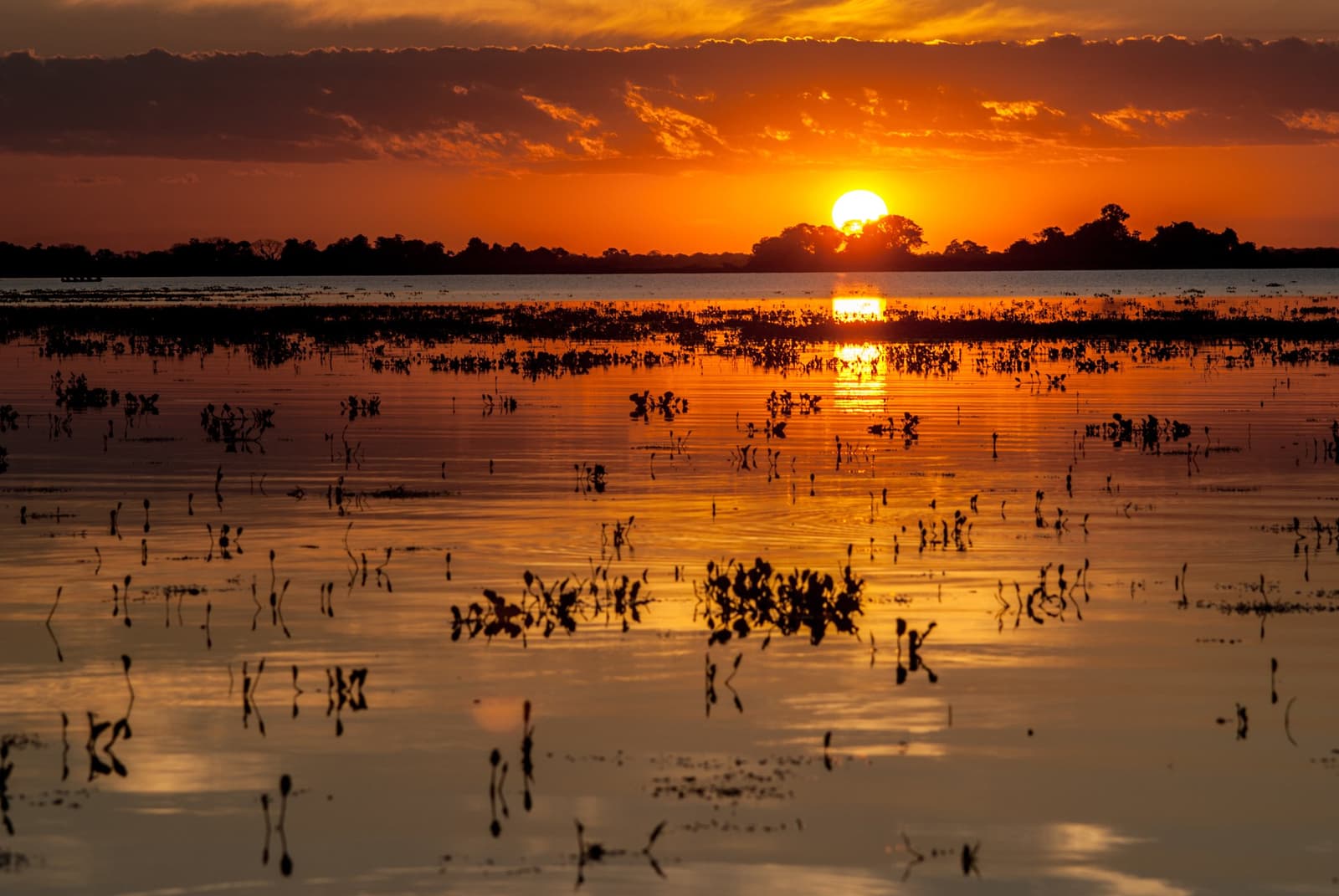 Ouro derretido sobre a planície inundada, o Pantanal em sua forma mais pura. Photo: AlexanderDavid Pôr do sol em laranja intenso refletido sobre uma vasta planície alagada, com silhuetas de vegetação aquática e uma linha de árvores ao fundo no horizonte