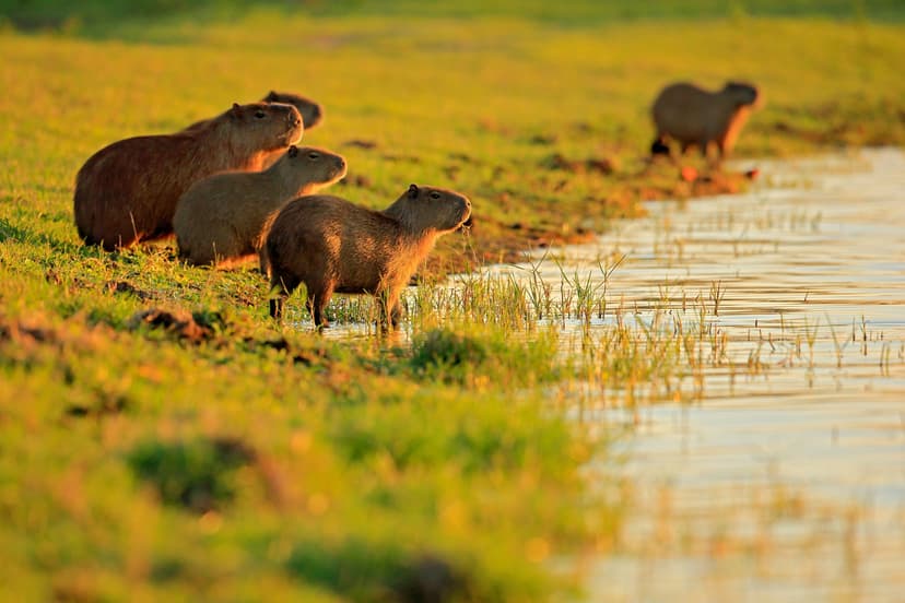 4-tägige Pantanal Wildlife Tour ab Campo Grande 4-tägige Pantanal Wildlife Tour ab Campo Grande