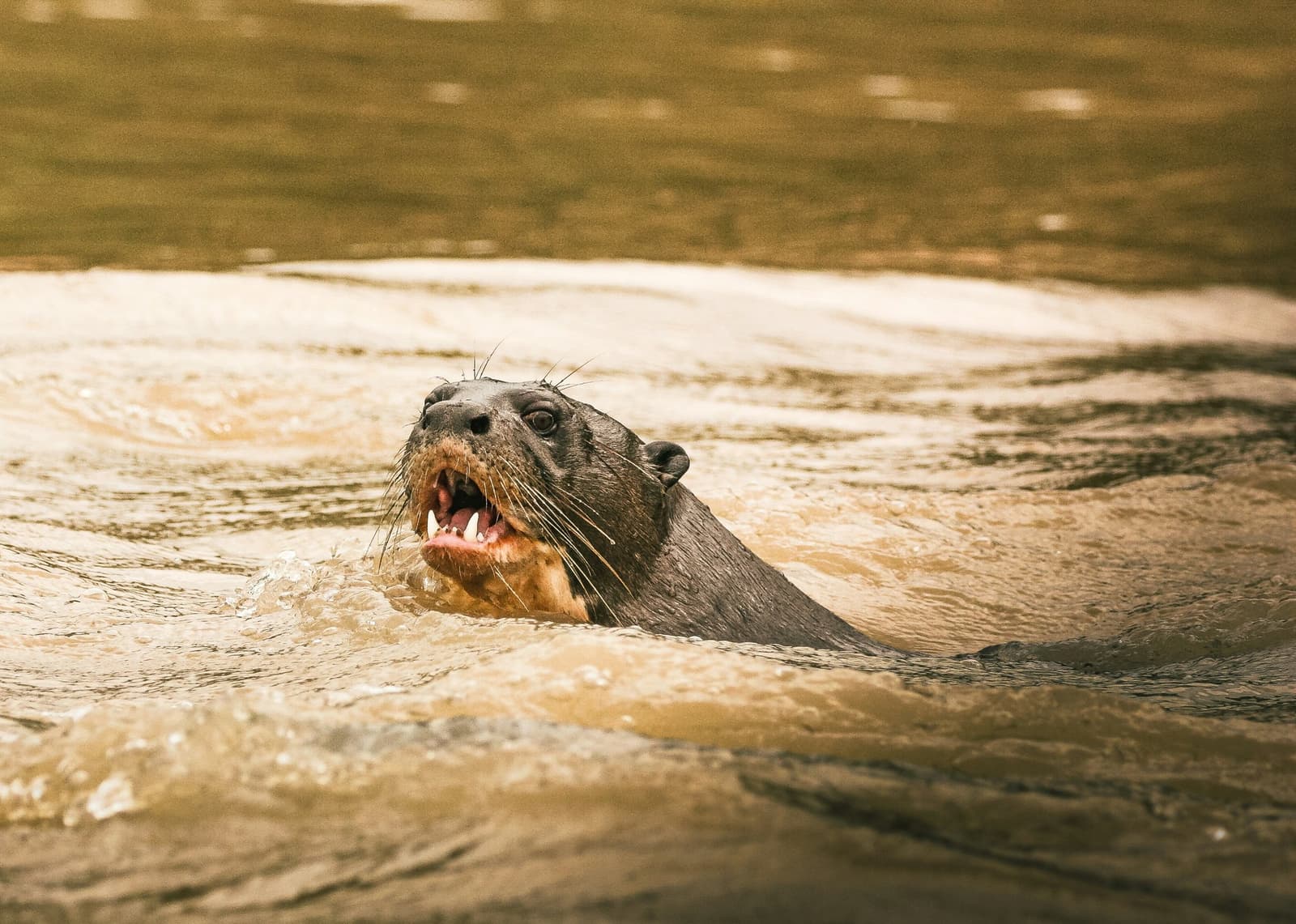 Barulhenta, territorial e com muito a dizer. Uma ariranha emerge de um rio turvo com a boca bem aberta, bigodes espichados e dentes à mostra — um encontro de perto impressionante