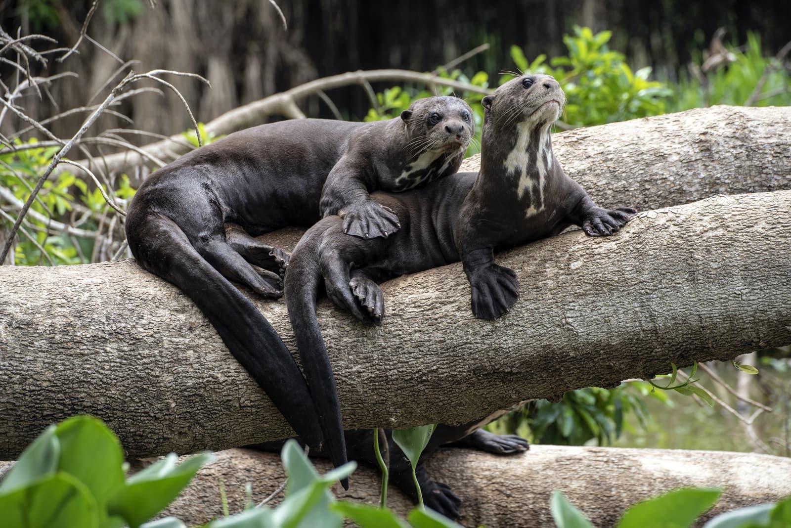 Arranhando o tronco e ignorando o mundo, vida boa a das ariranhas. Duas ariranhas com manchas brancas características na garganta descansando juntas sobre um tronco caído cercado de vegetação ribeirinha exuberante