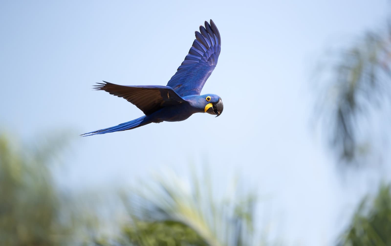 Arara-azul no Pantanal: ave que passa e deixa todo mundo parado. Uma arara-azul em pleno voo contra um céu azul-claro, com sua plumagem cobalto e anel ocular amarelo vibrantes acima de folhas de palmeira desfocadas