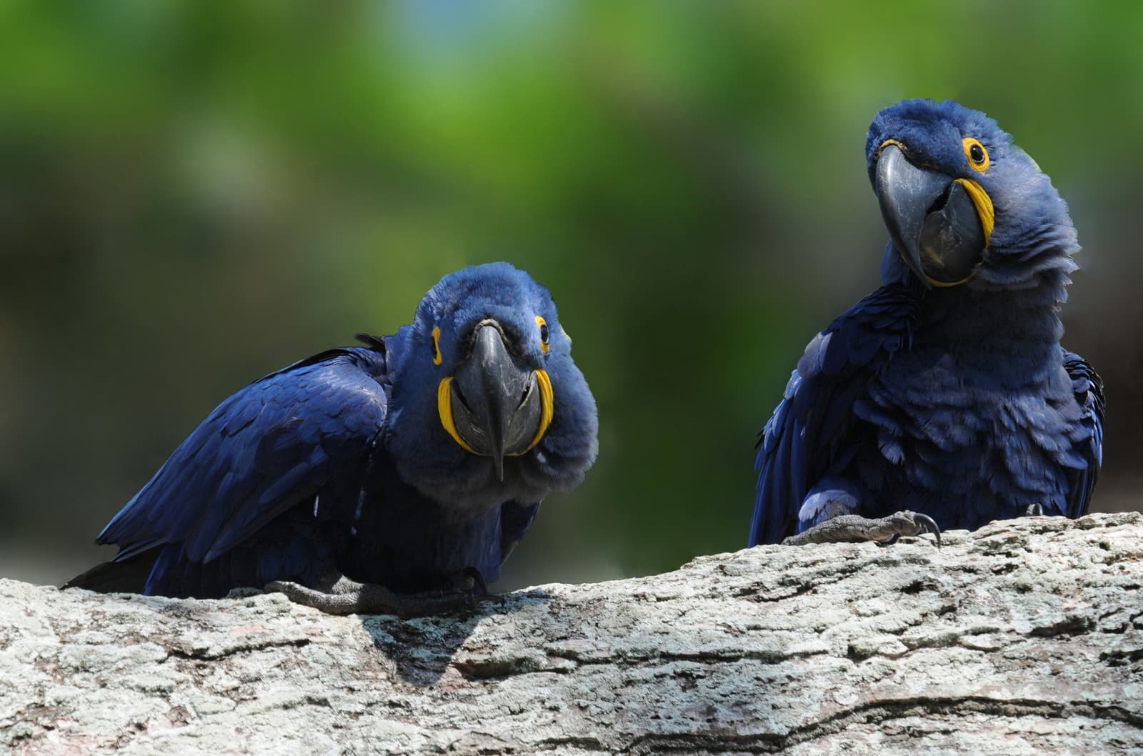 Dois parceiros de poleiro que não abrem para ninguém. Dois araras-azuis com marcantes anéis oculares amarelos pousados lado a lado sobre um tronco envelhecido, com fundo verde desfocado