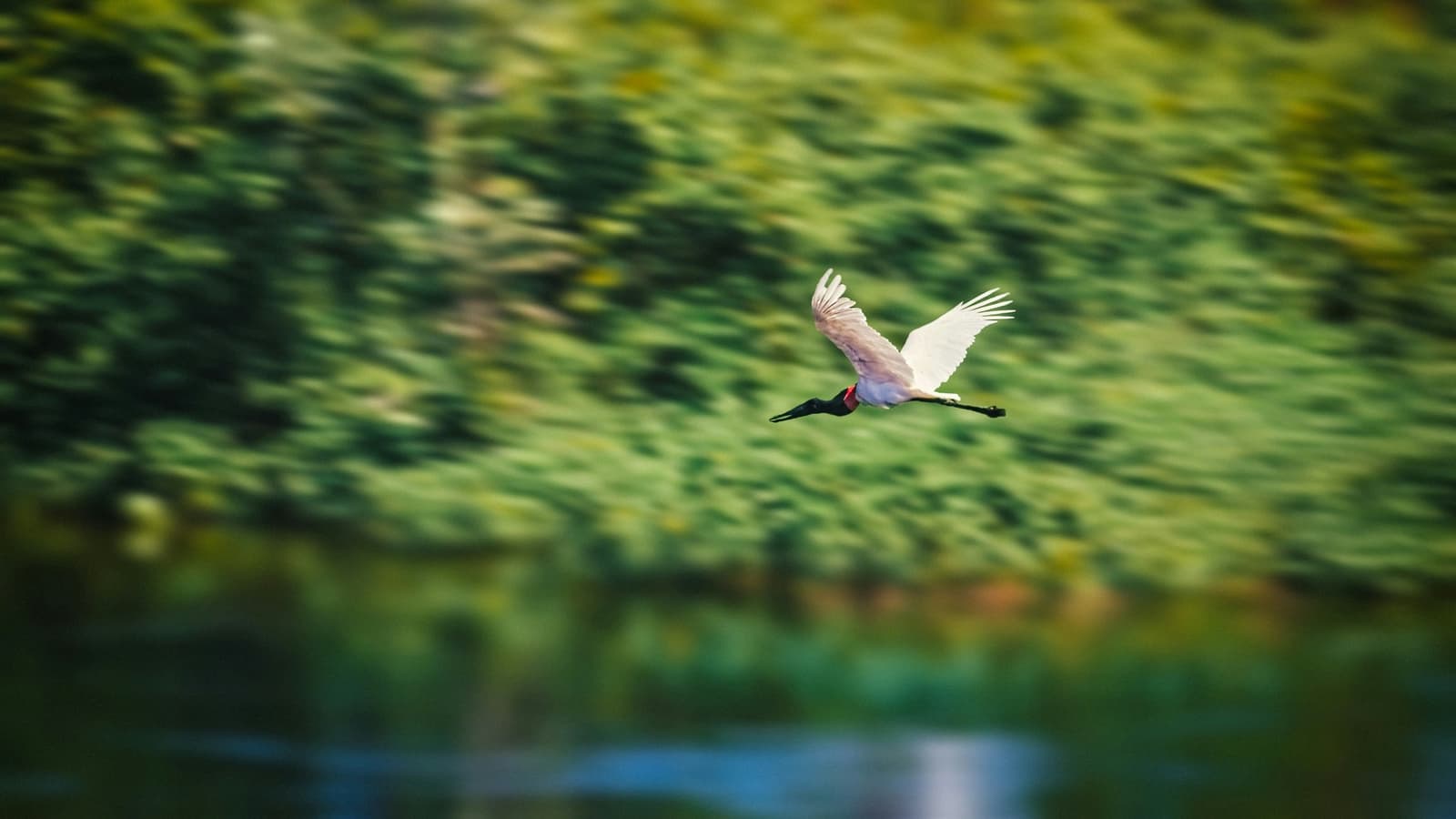 O símbolo do Pantanal, passando em alta velocidade. Um tuiuiú em pleno voo sobre um rio, com asas brancas abertas e bolsa gular vermelha em destaque contra uma densa mata verde