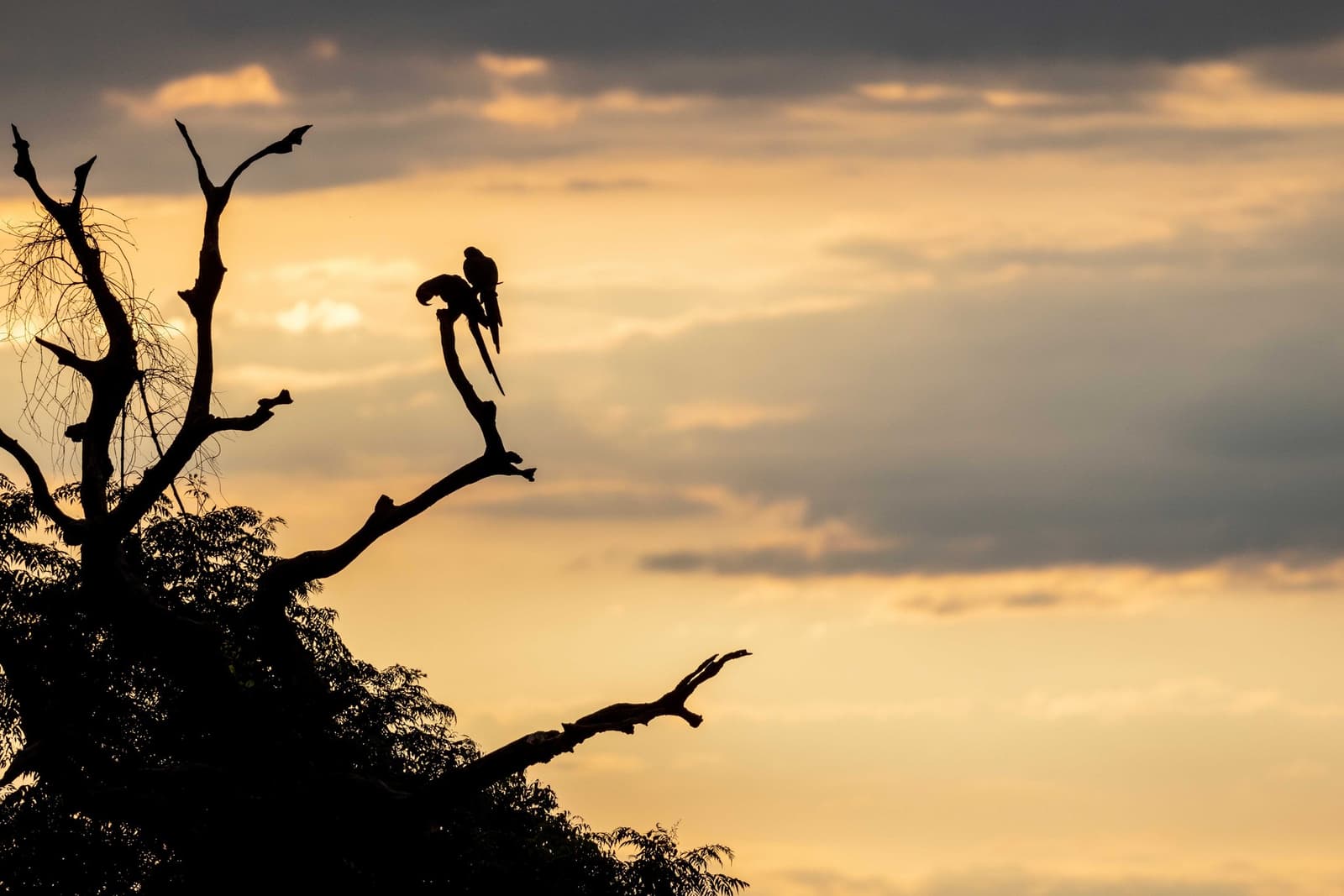 A última luz do dia, e eles escolheram o melhor poleiro. Duas araras em silhueta empoleiradas em galho seco contra um céu dourado ao entardecer em um passeio pelo Pantanal saindo de Campo Grande