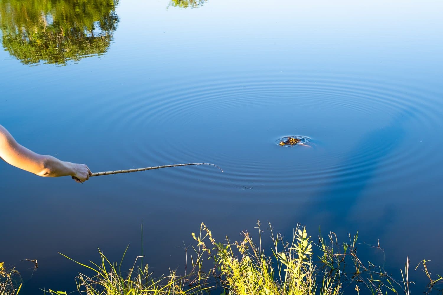 Milhões de anos de evolução, e um graveto ainda resolve tudo. Uma mão segura uma vara de bambu fina sobre a superfície calma de um rio, onde ondas concêntricas se abrem a partir de uma pequena perturbação — pesca de piranha em um passeio pelo Pantanal saindo de Campo Grande