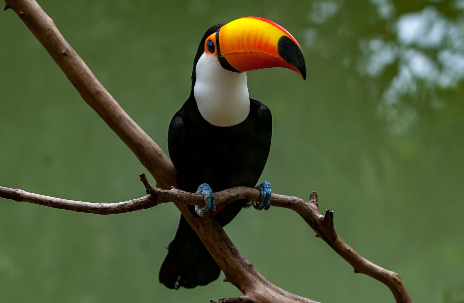 Esse bico chega na sala antes dele. Um tucano-toco com seu enorme bico laranja e vermelho pousado em um galho seco contra um fundo verde desfocado