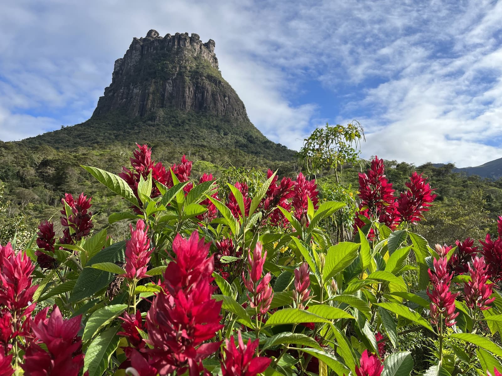 La vallée n'attend pas le sentier pour vous accueillir en couleurs. Des fleurs cramoisies en épis encadrent un impressionnant piton rocheux s'élevant au-dessus d'une forêt verdoyante lors de la randonnée dans la vallée de Pati, sous un ciel bleu lumineux