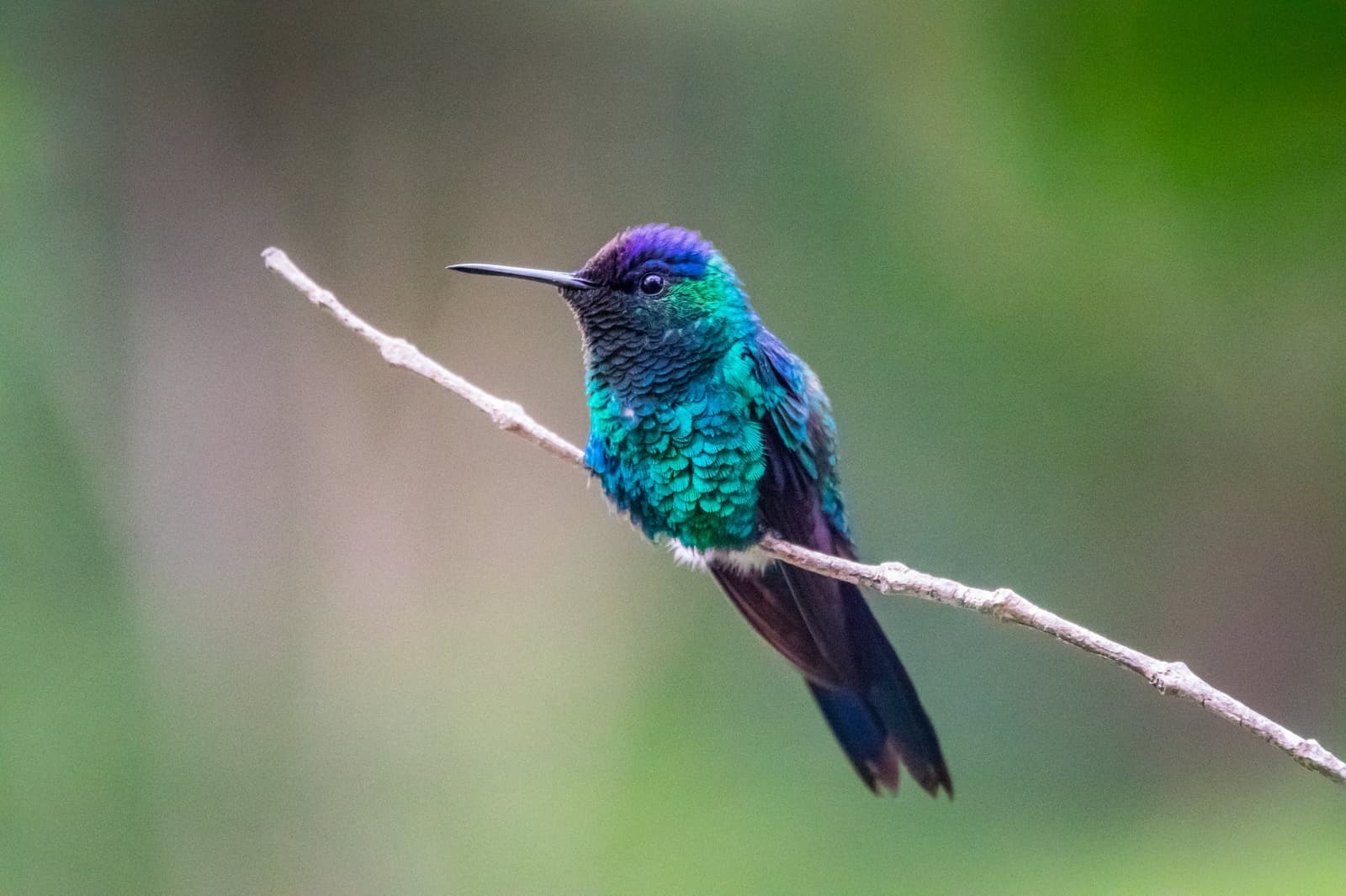 La taille d'un pouce, les couleurs d'un vitrail. Un colibri aux reflets irisés turquoise, bleu et violet perché sur une fine brindille nue, devant un arrière-plan vert doux