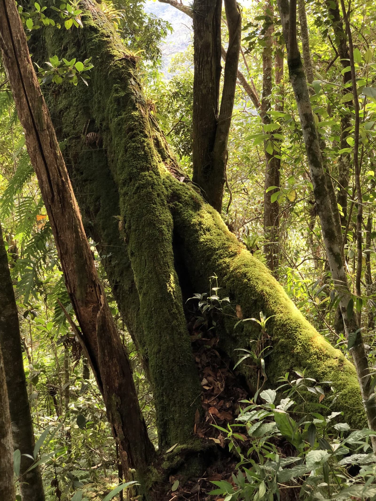 Tombé depuis longtemps, il nourrit encore tout ce qui l'entoure. Une épaisse mousse verte recouvre le tronc fourchu et les racines étalées d'un grand arbre sur le sentier de randonnée de la vallée de Pati, entouré d'une végétation tropicale dense