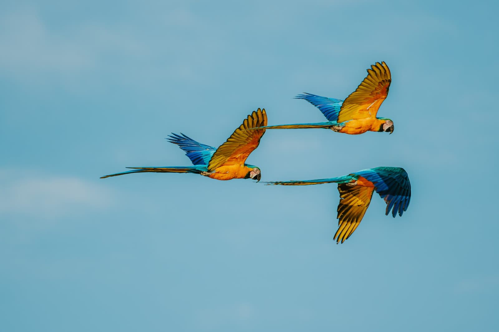 Três araras, um céu e nenhum respeito pelo espaço pessoal. Três araras-canindé em pleno voo contra um céu azul claro na Pousada Trijunção no Cerrado brasileiro
