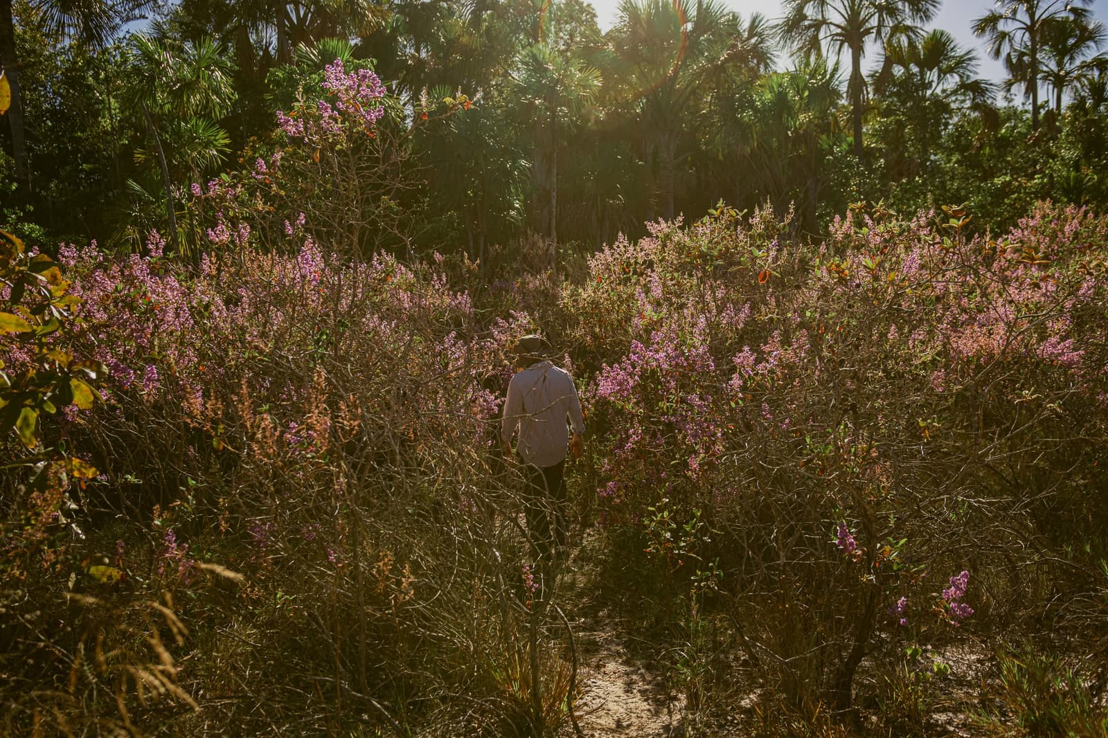 O cerrado floresce no próprio ritmo, e a gente só acompanha. Um caminhante solitário de chapéu percorre uma trilha estreita entre arbustos floridos de cor-de-rosa na trilha botânica da Pousada Trijunção, com palmeiras do Cerrado iluminadas em contraluz ao fundo