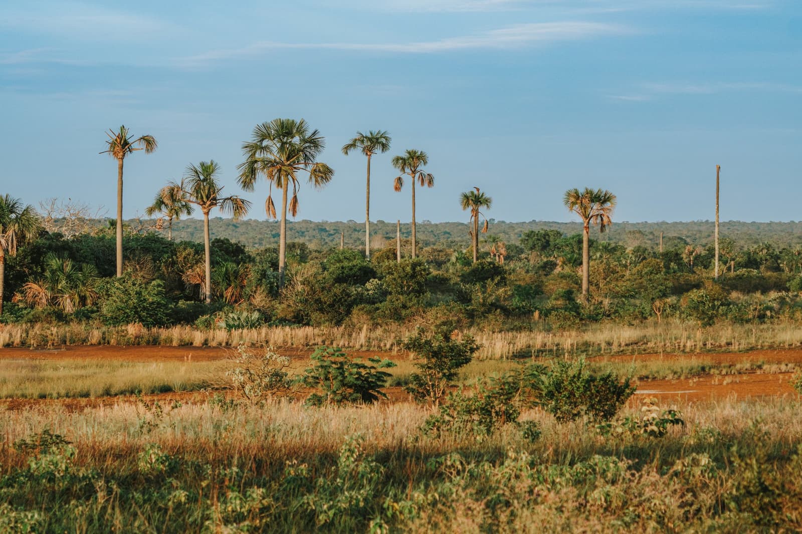 Buritis, terra vermelha e silêncio. O Cerrado do jeito que ele é. Paisagem aberta do Cerrado na Pousada Trijunção com altas palmeiras buriti emergindo sobre campos dourados e mata densa sob céu azul