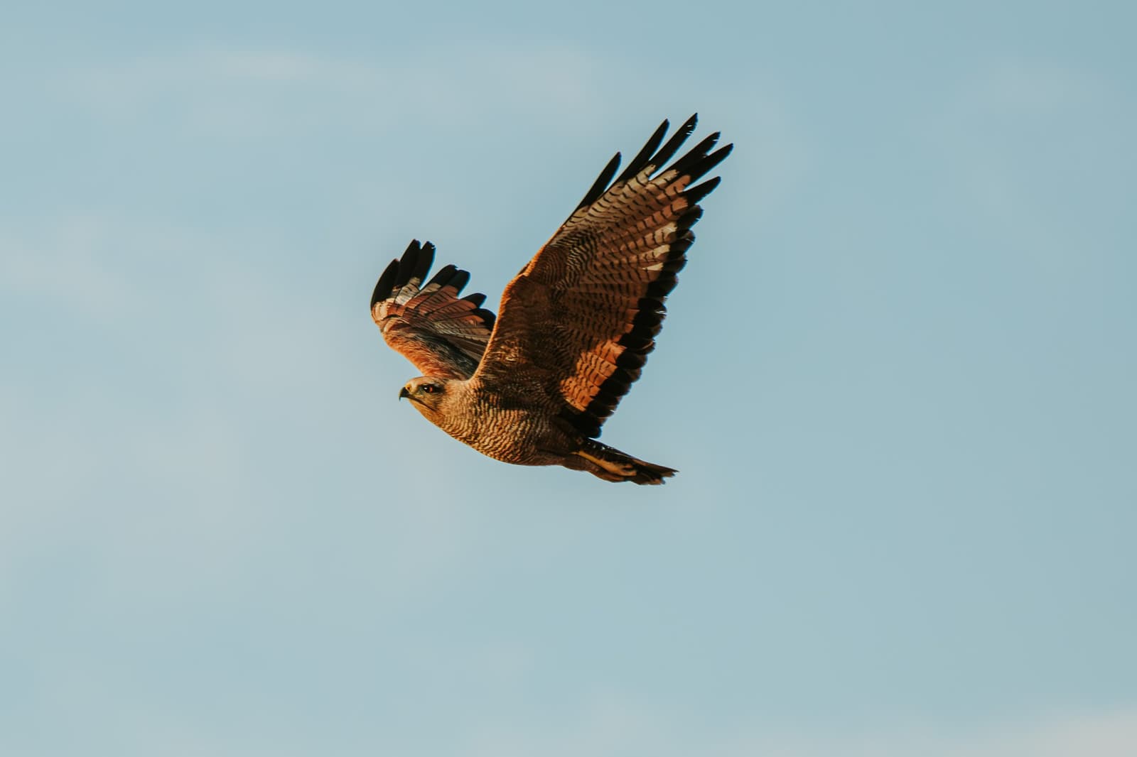 Asas abertas, horizonte à vista, o Cerrado visto de cima. Uma ave de rapina com plumagem marrom e ruiva planando com as asas totalmente abertas contra um céu azul claro na Pousada Trijunção no Cerrado