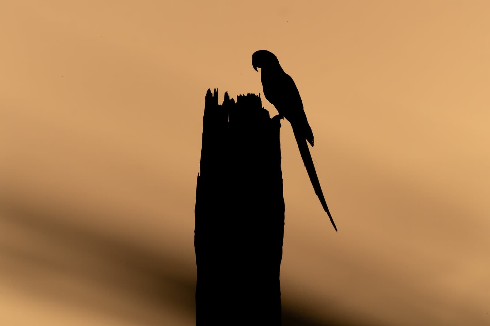 O Cerrado despedindo o dia do jeito dele: simples e marcante. Silhueta de uma arara empoleirada em um tronco seco e desgastado contra um céu alaranjado de pôr do sol na Pousada Trijunção
