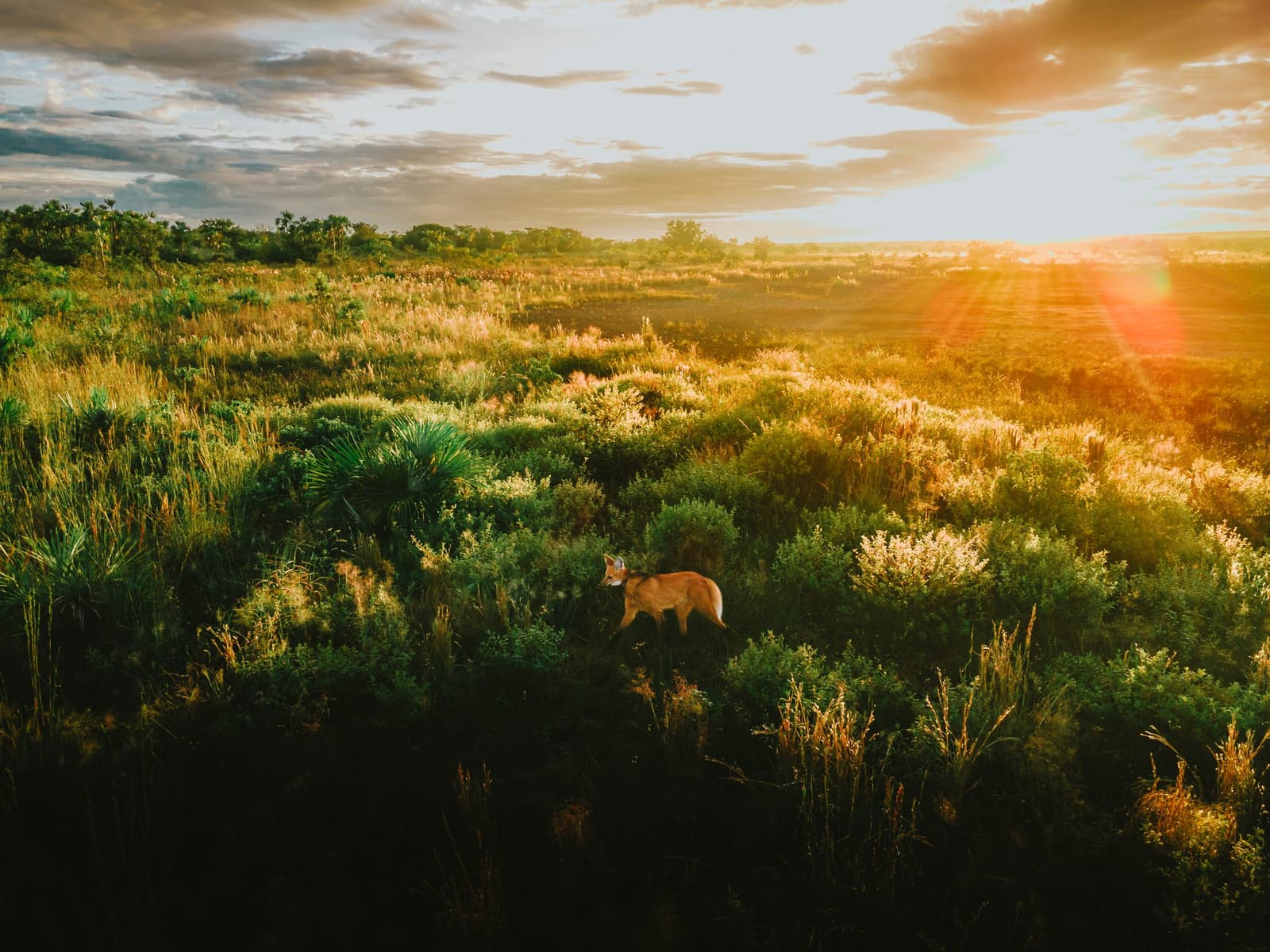 Em pleno cerrado, o lobo-guará faz o que bem entende, e ignora a câmera. Um lobo-guará está entre arbustos verdes do cerrado da Pousada Trijunção, banhado pela luz dourada do pôr do sol sobre uma vasta paisagem de savana